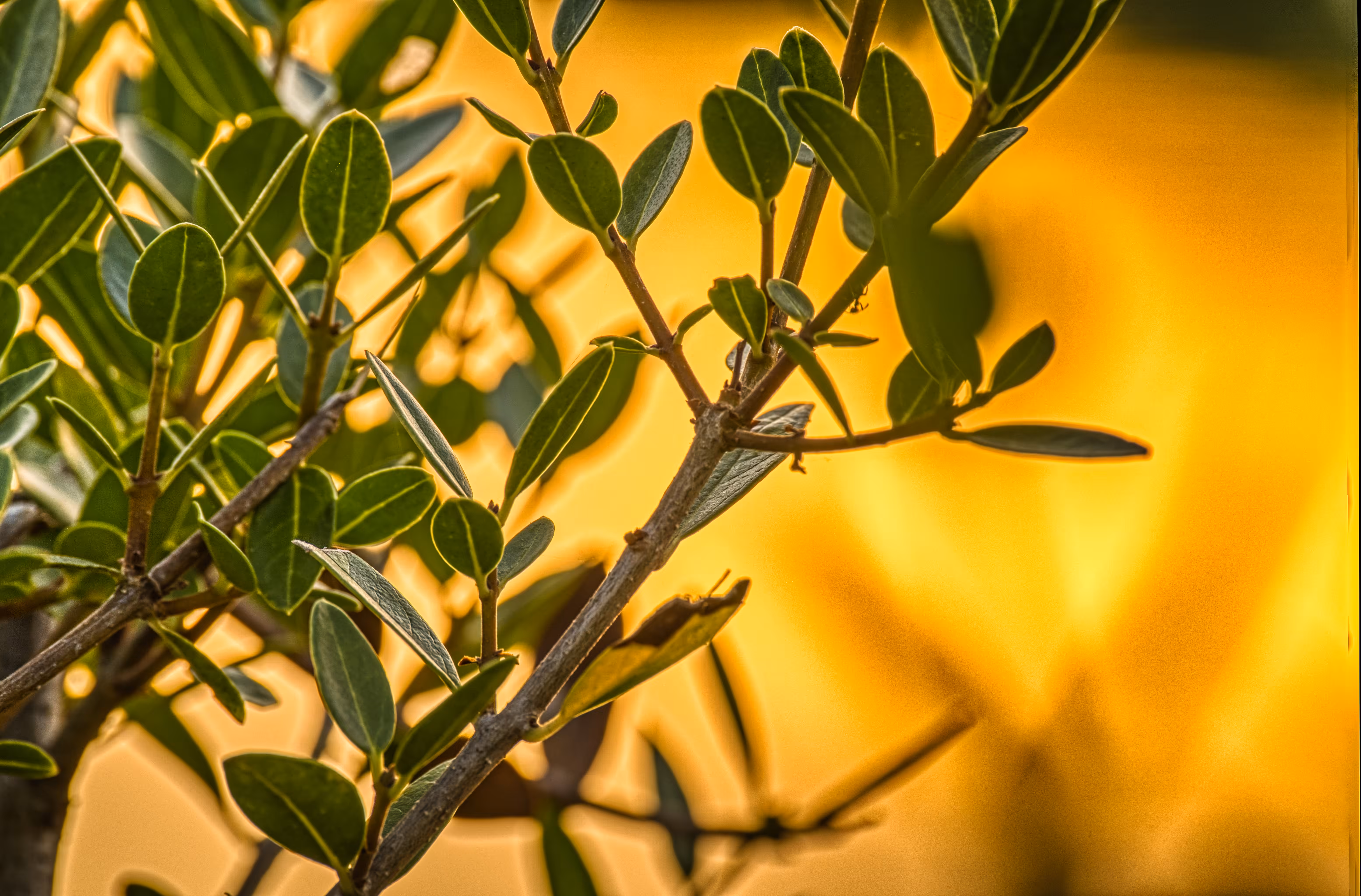 Whispers of an Olive Branch – Visual Metaphor