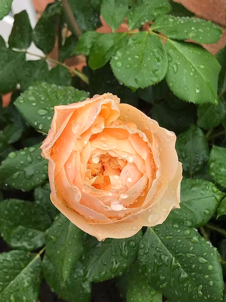 Roald Dahl Rose
