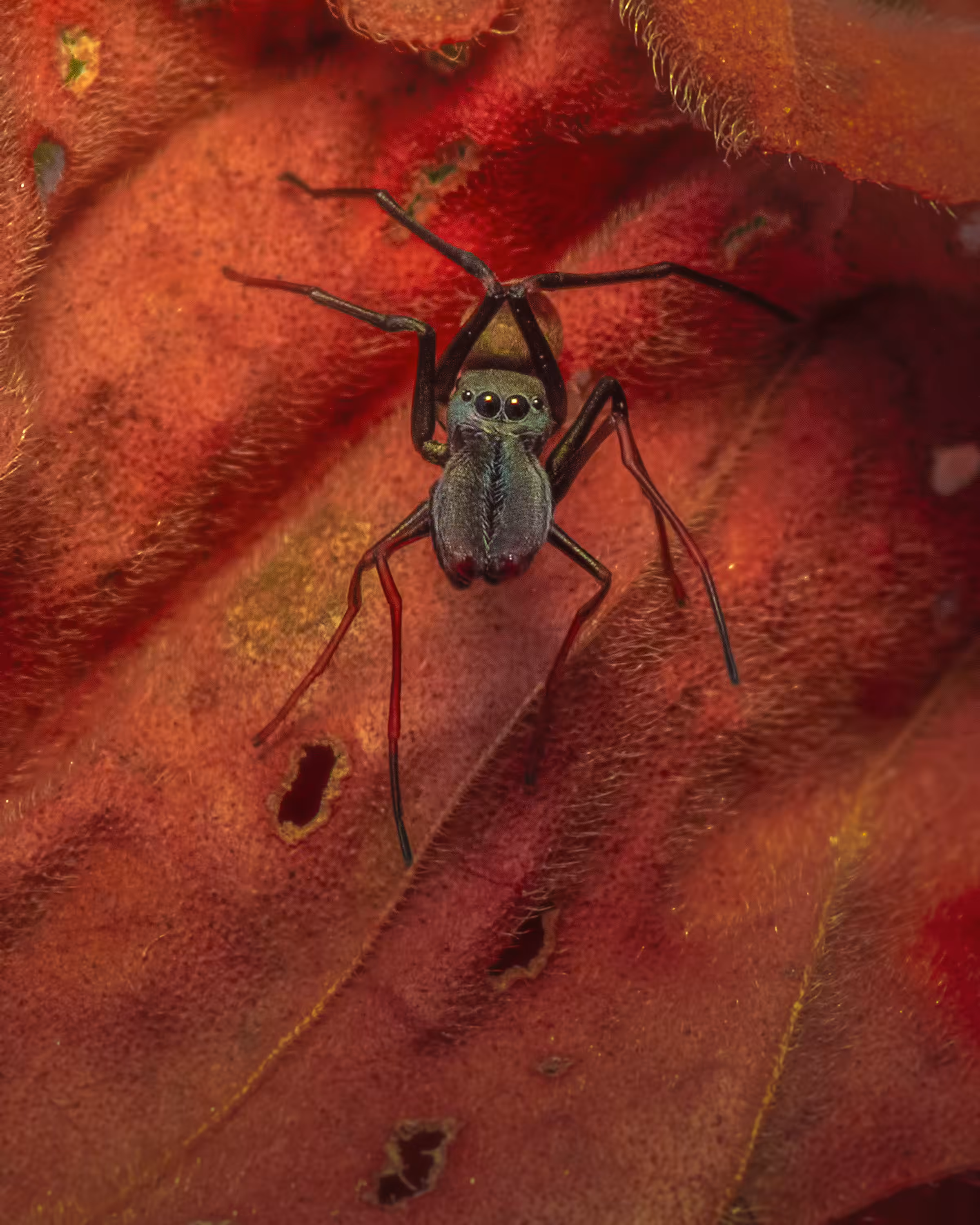 Jumping Spider #3