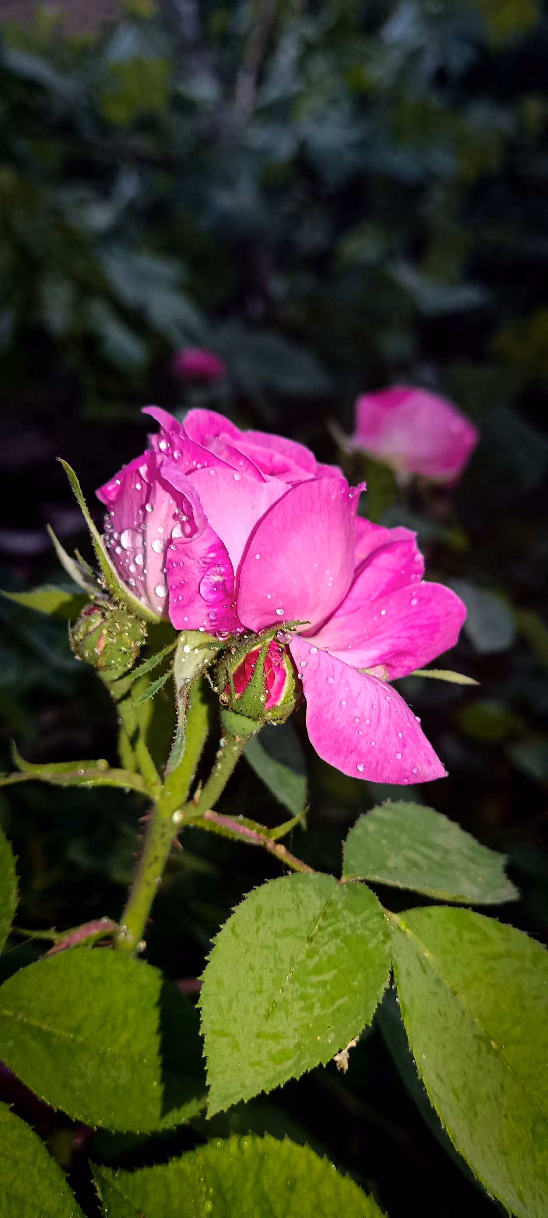rose flower 