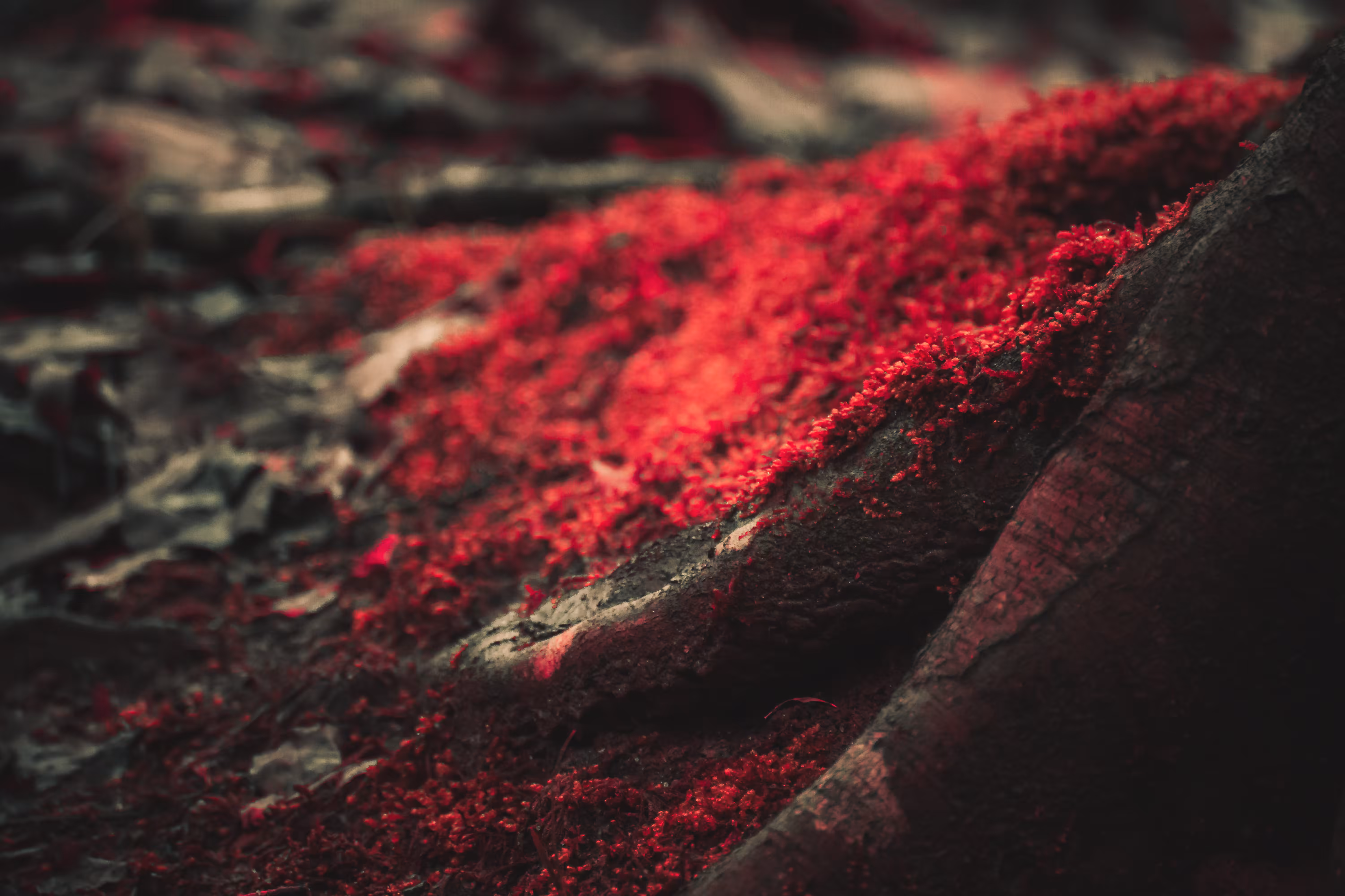 Scarlet Fever: Eversong