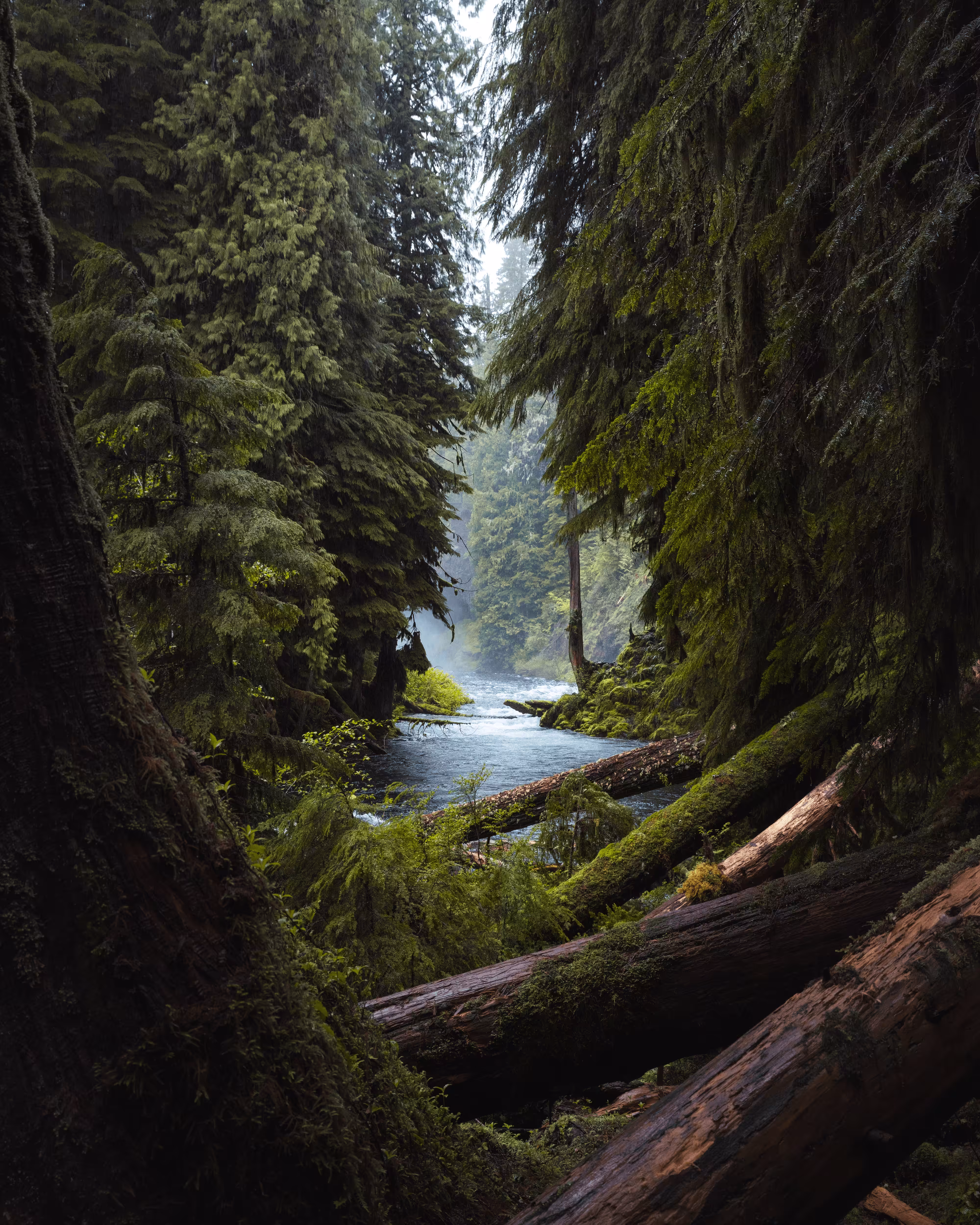 #90 - Evergreen Window