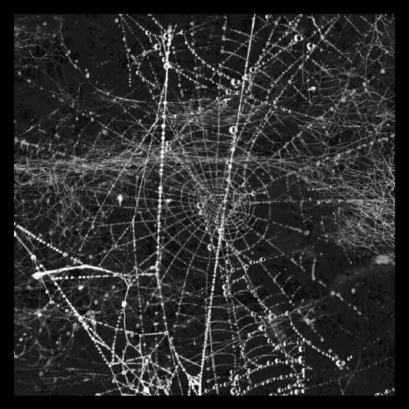 SIlk WEBS #2
