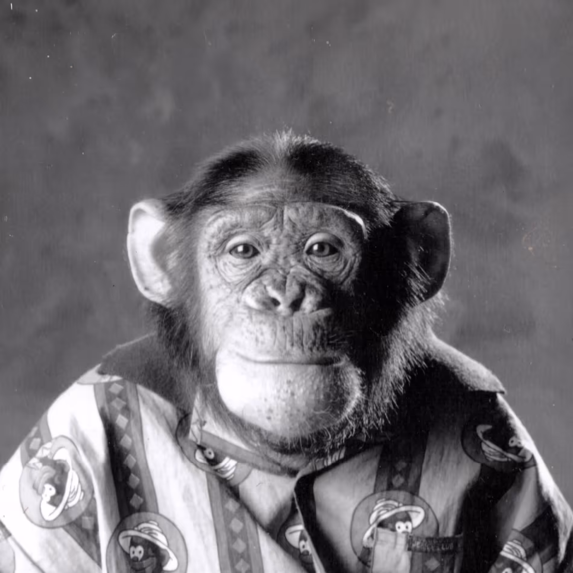 The Real Bored Ape