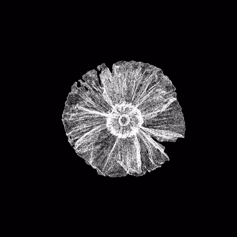 White Poppy 30 #253