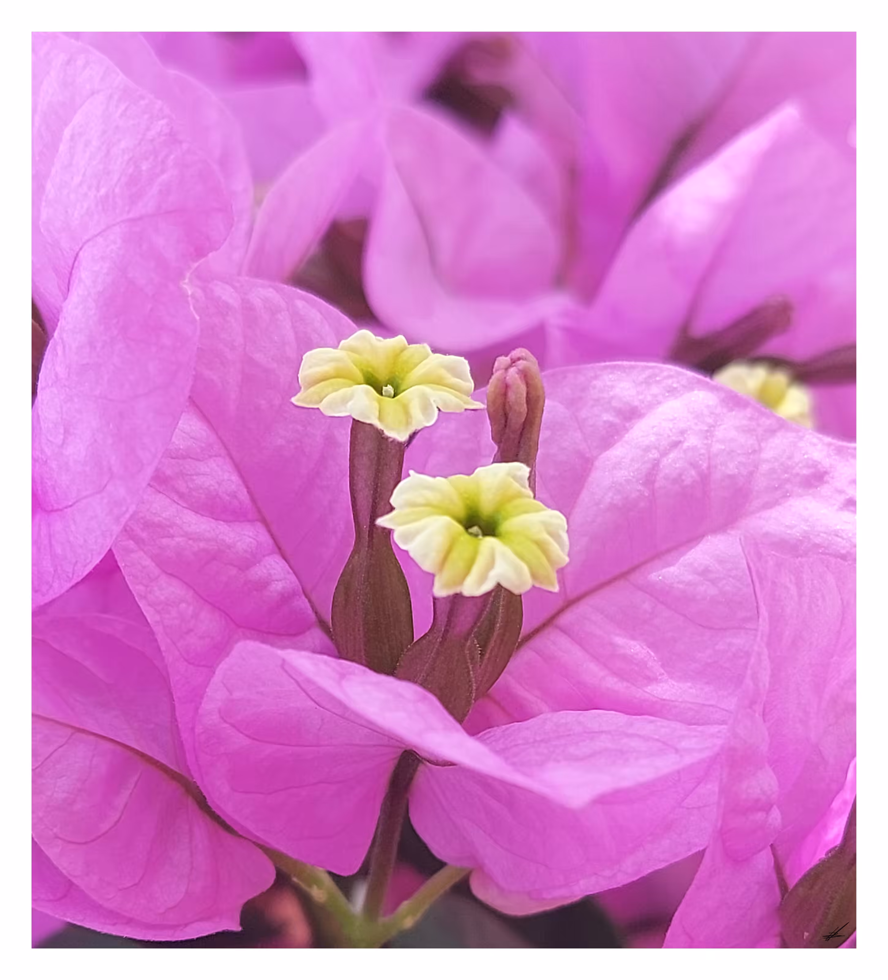 Bougainvillea Spectabilis I