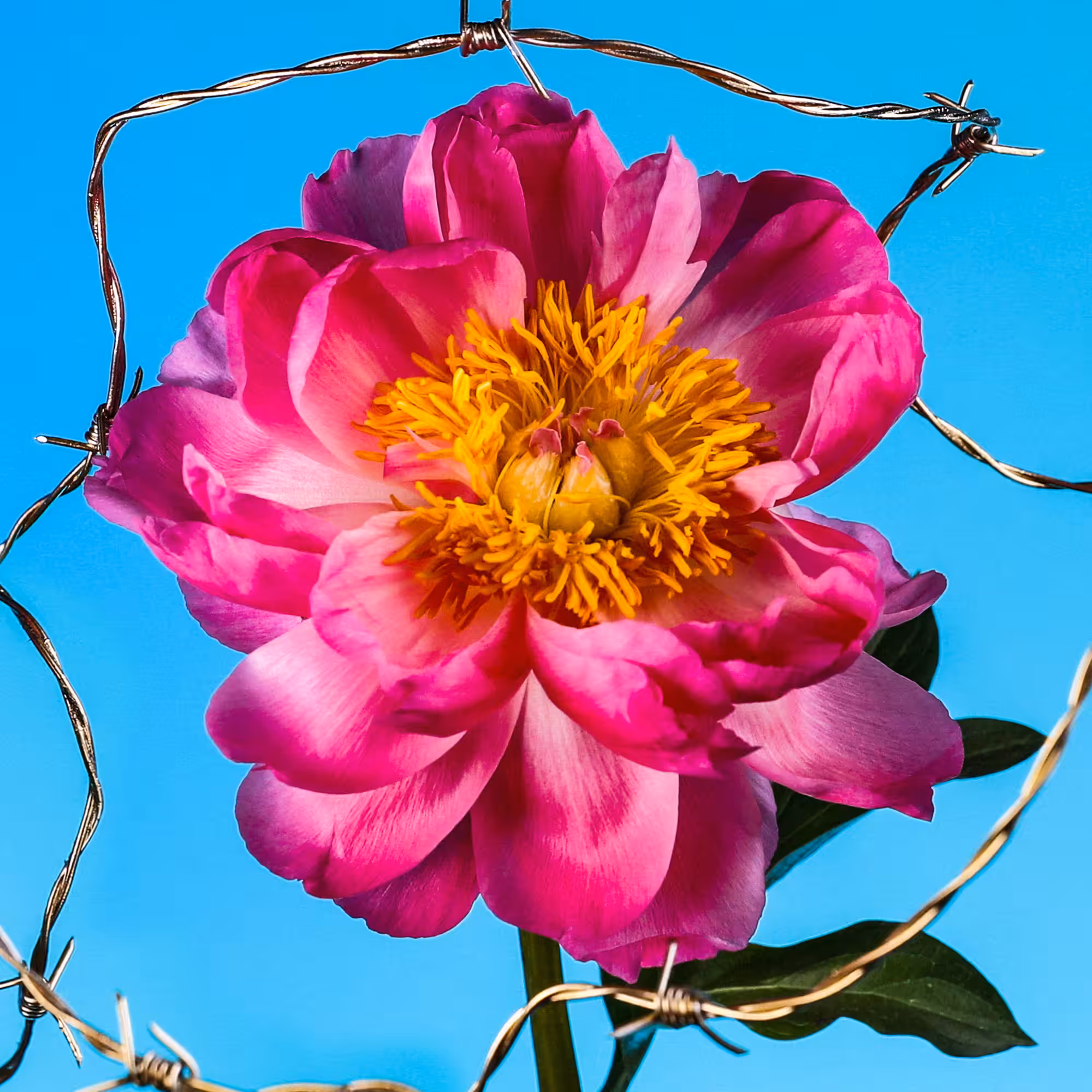 Flower #43