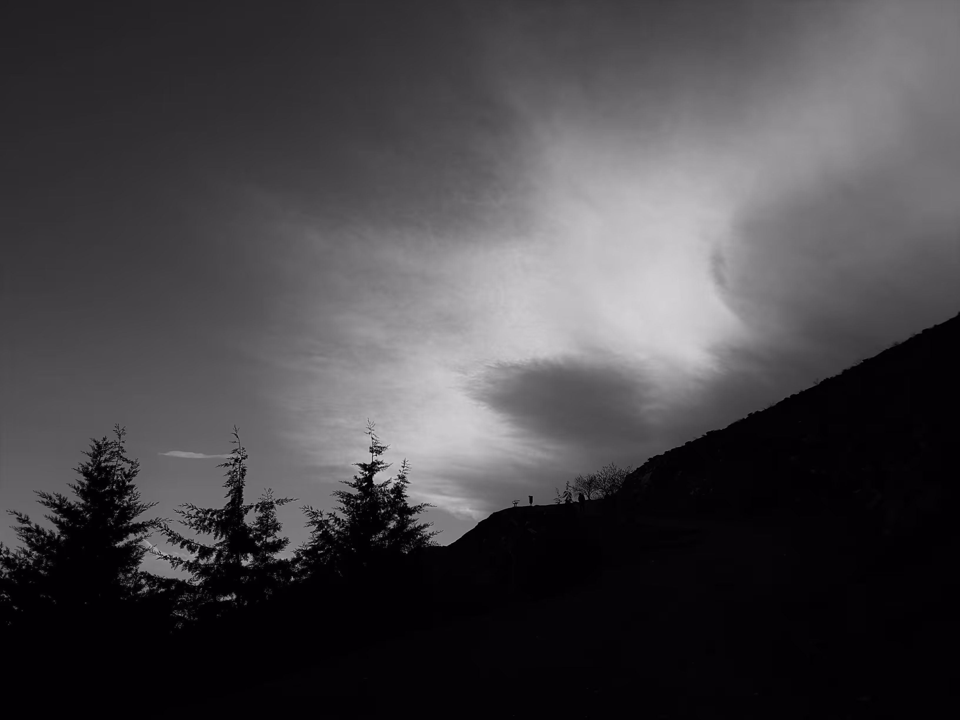 pine trees and sky