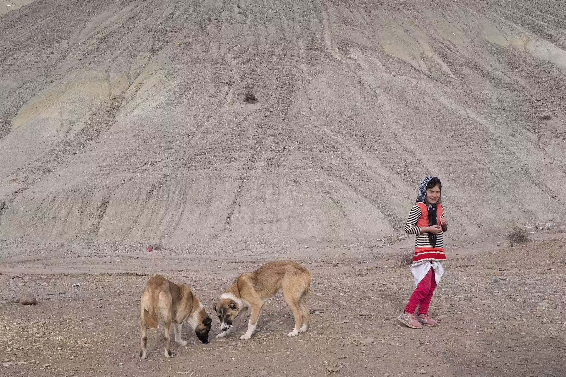 little girl and her dogs