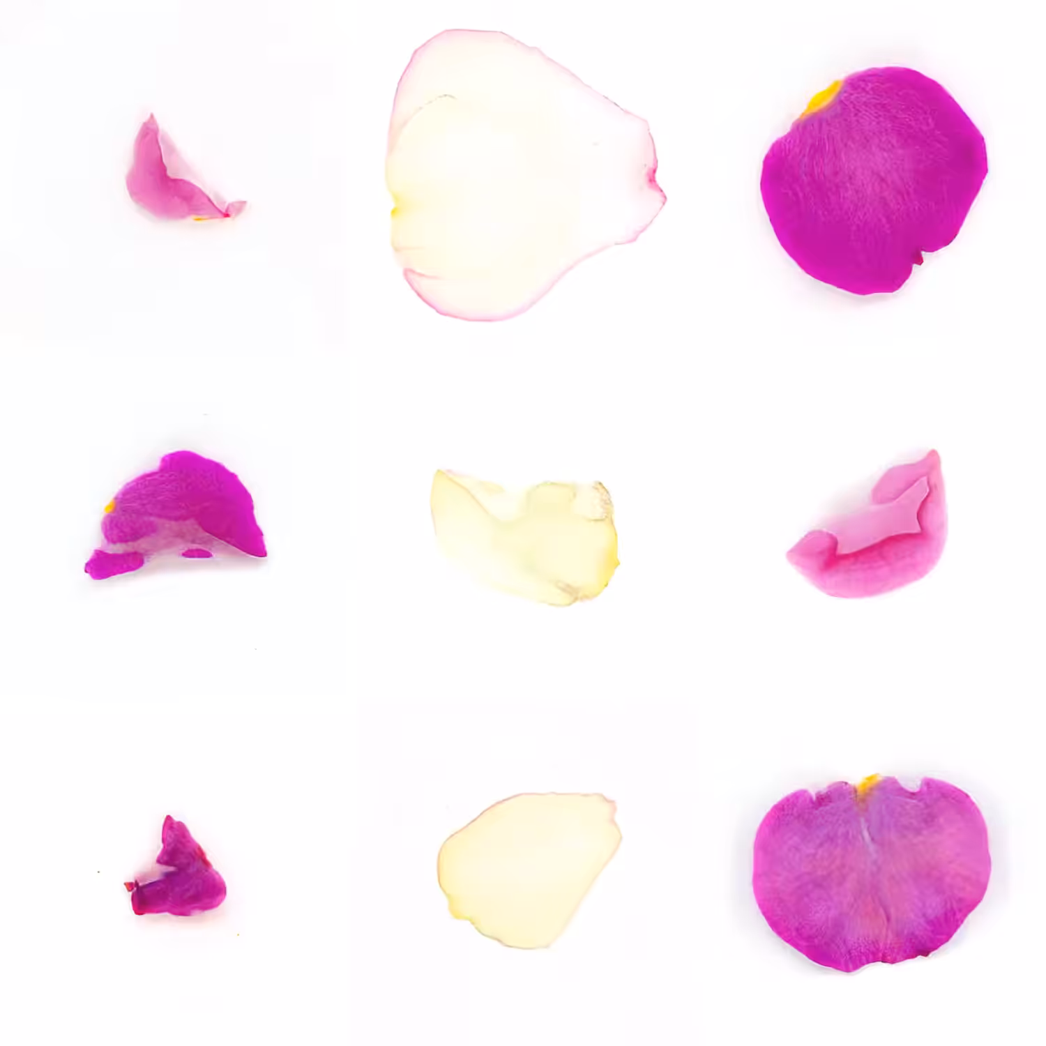 Infinite Petals 3x3#3837