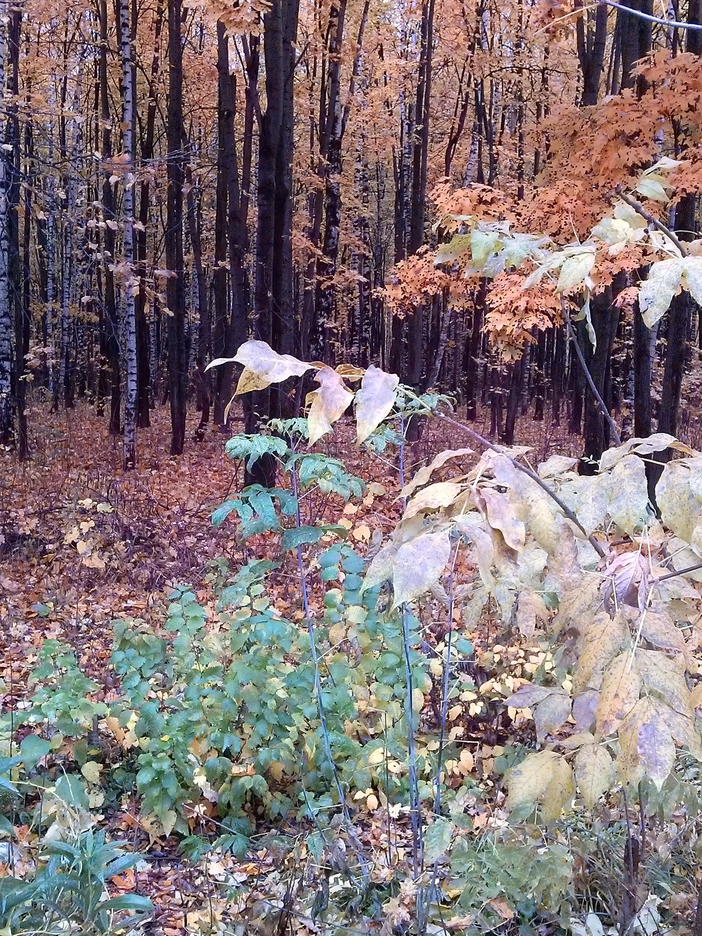 Golden Autumn