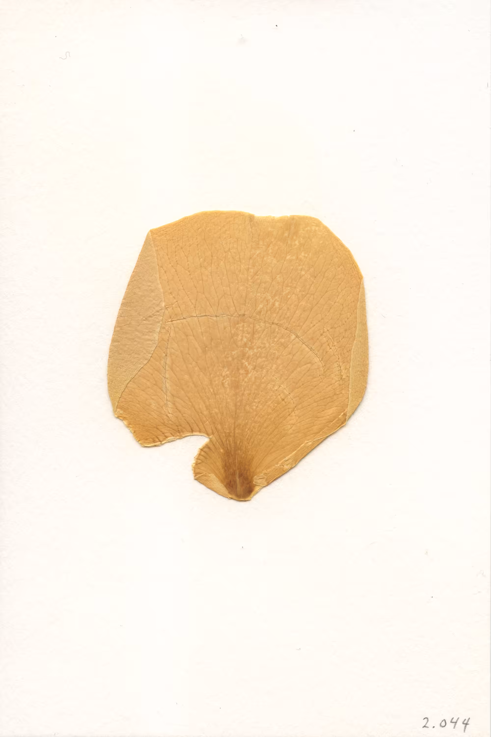 Bitchcoin #02.044