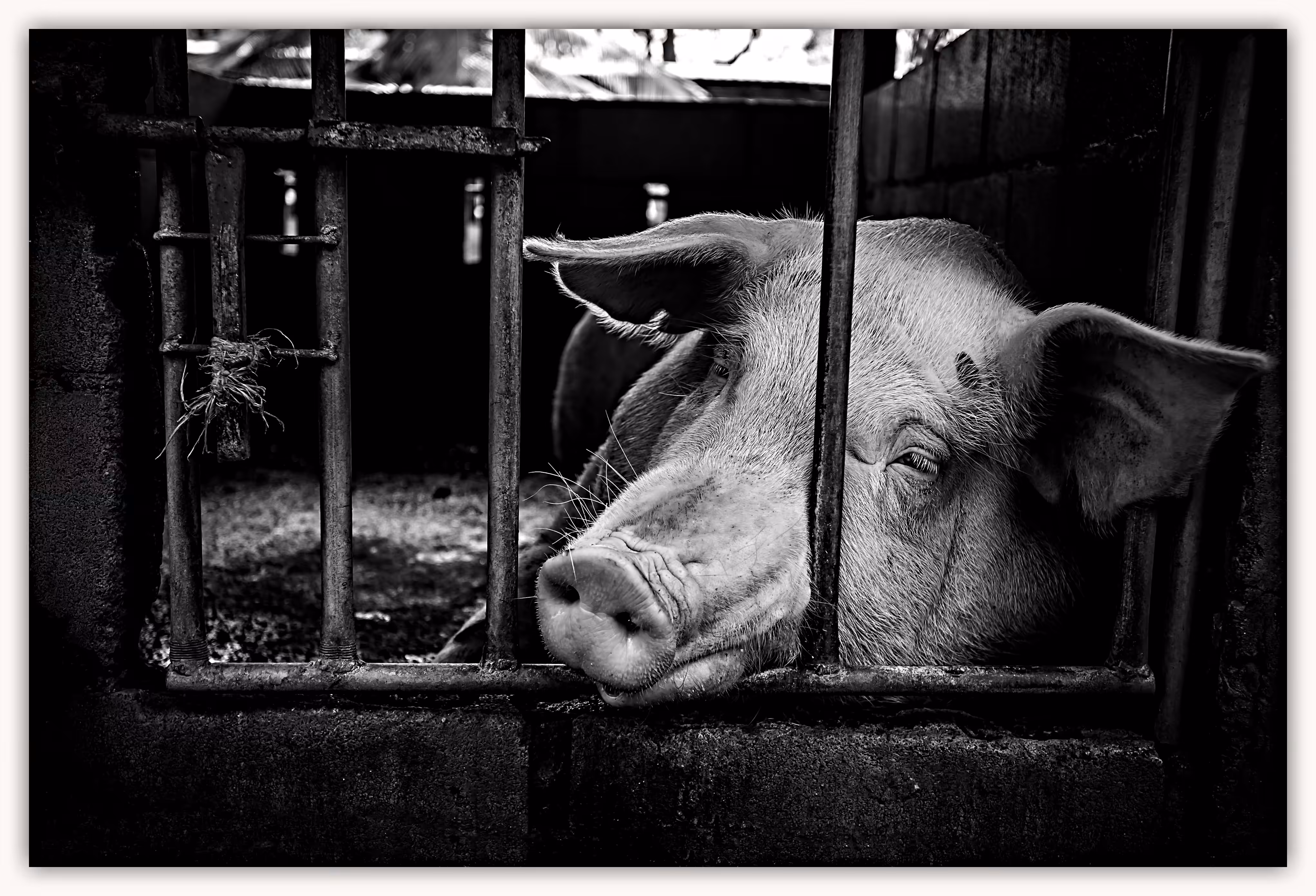 Sad pig.