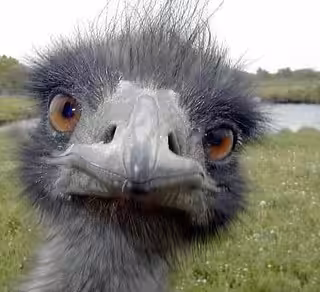 Pseux Ostrich
