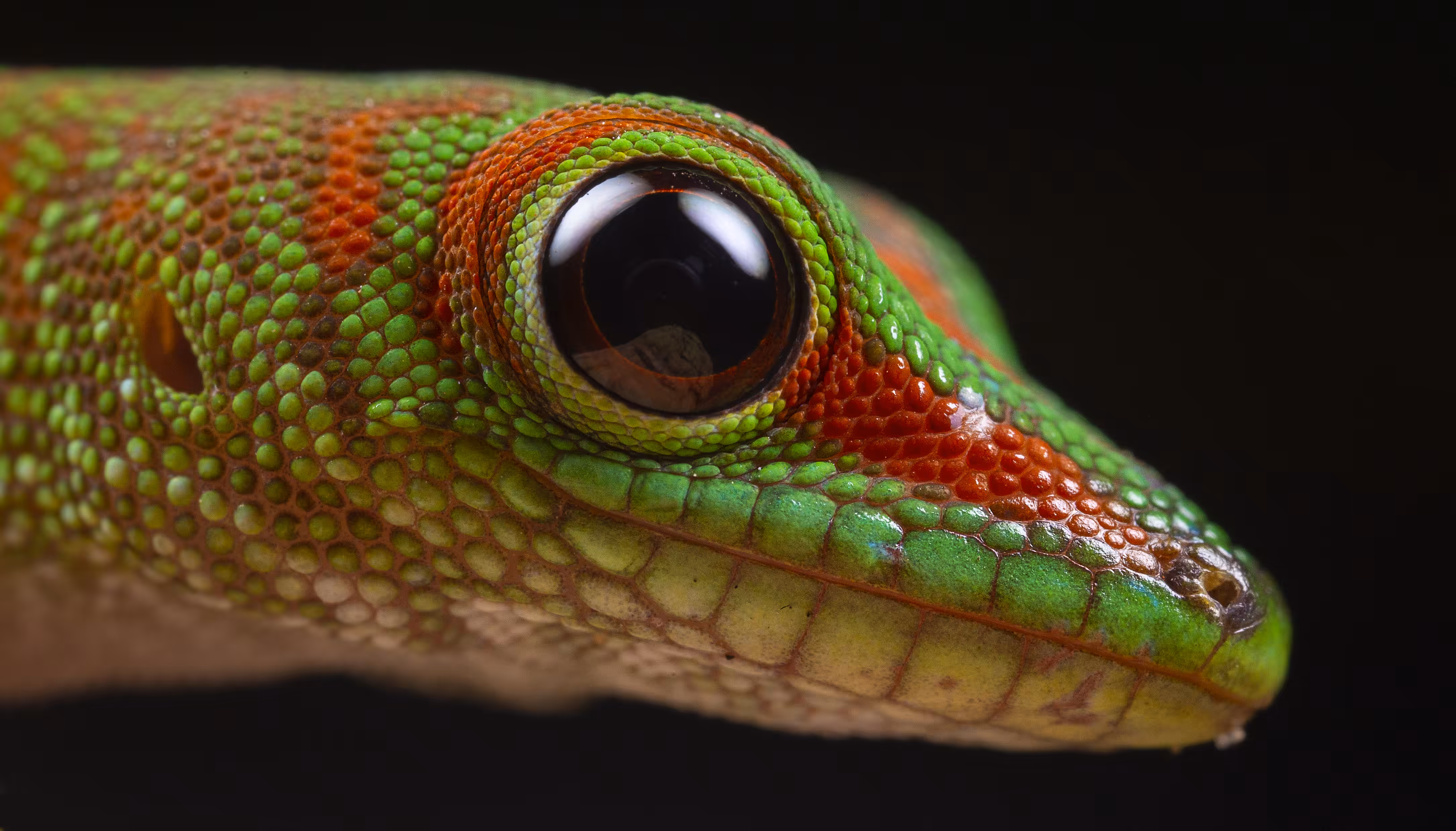 Baby Day Gecko