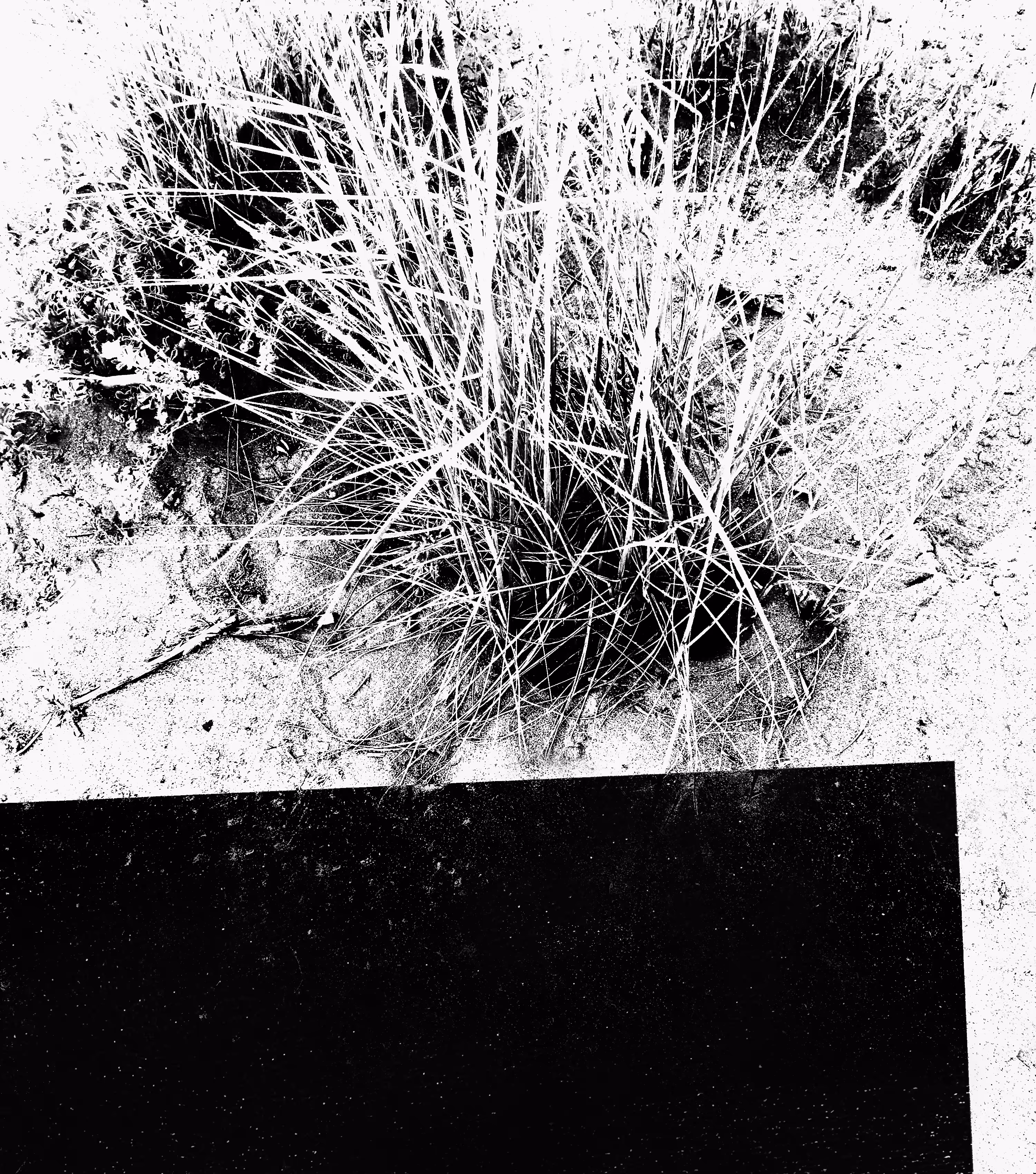 Grass 06