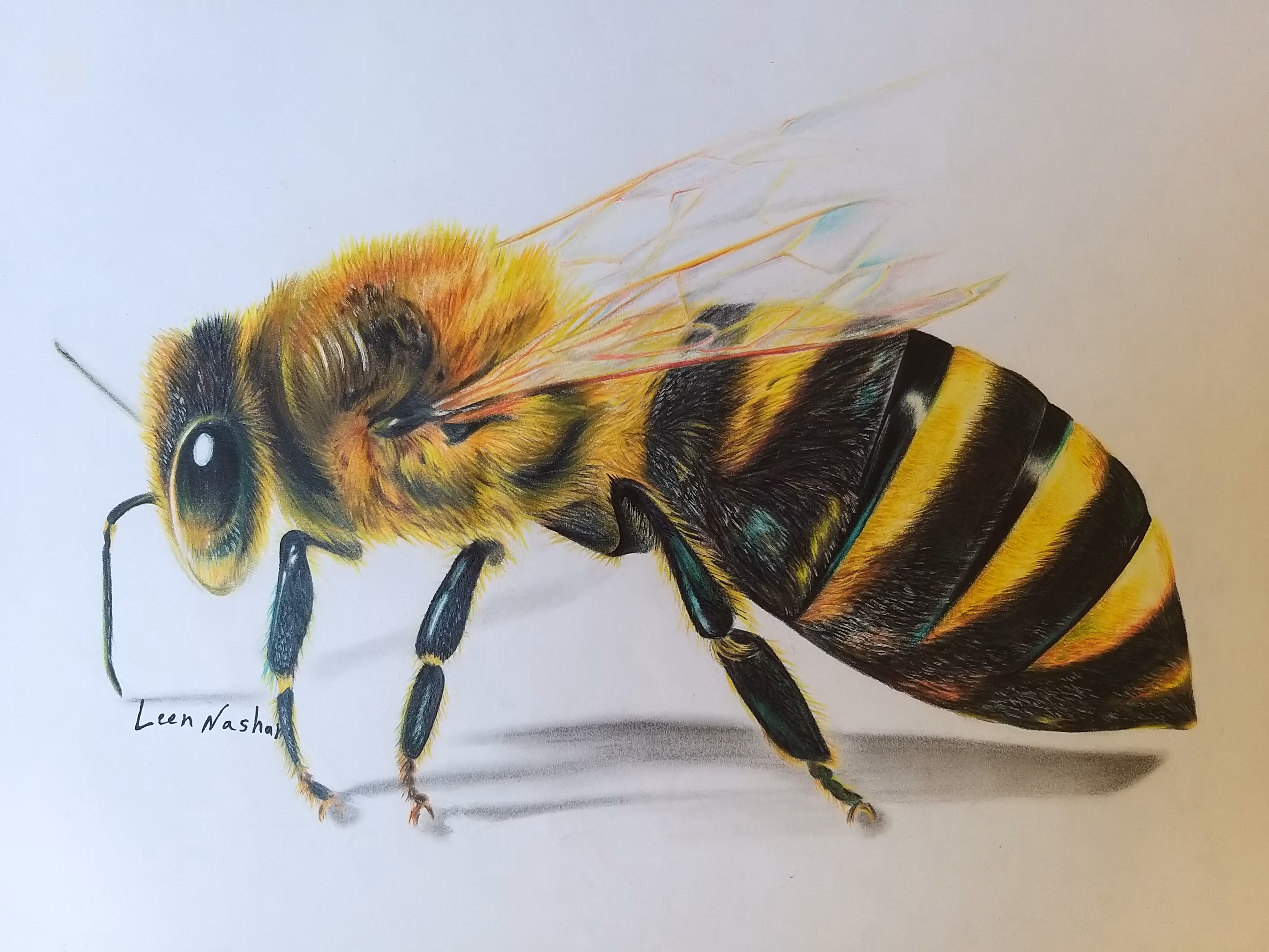 To BEE or not to BEE ( pencil drawing )