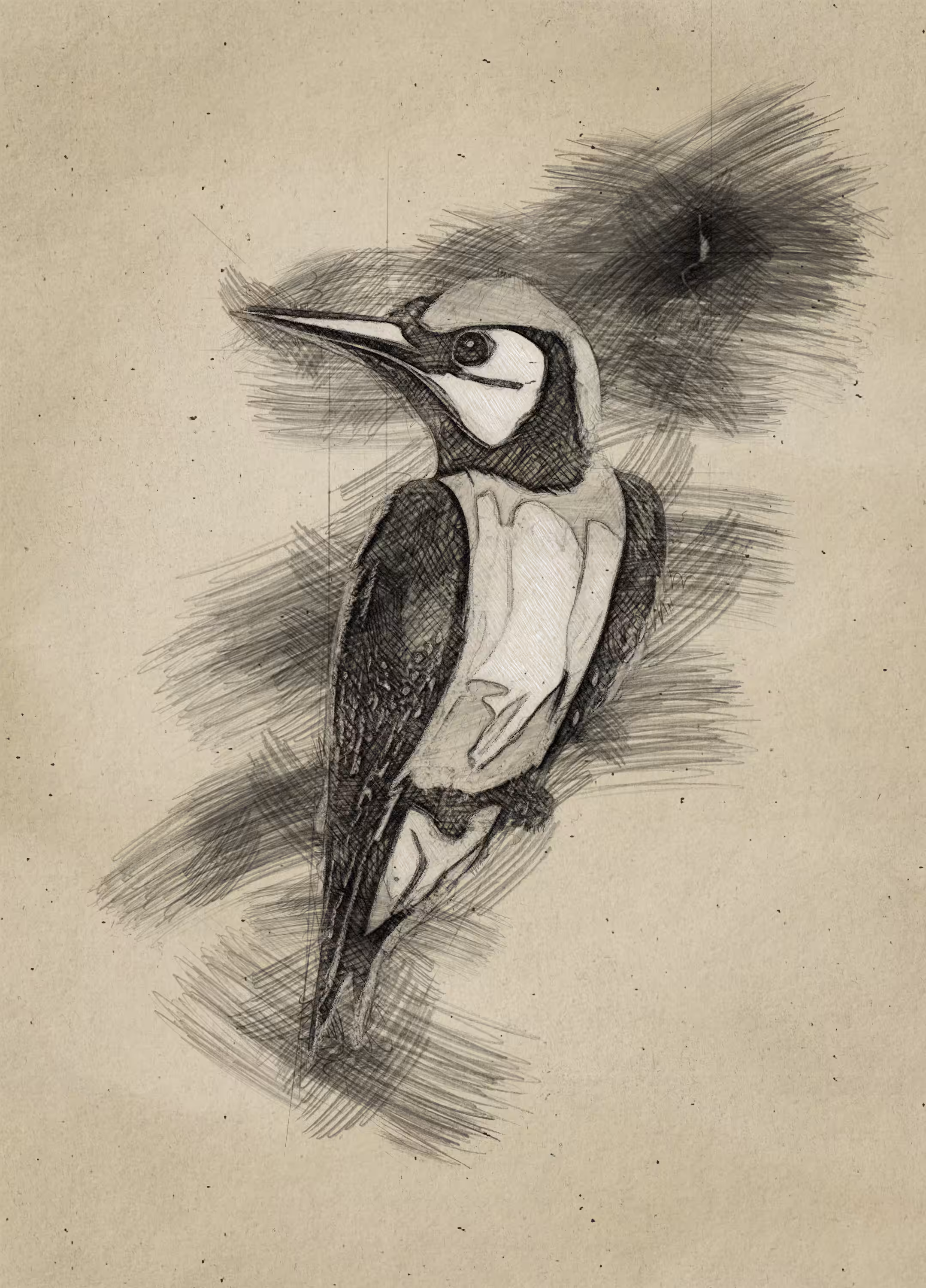  Woodpecker