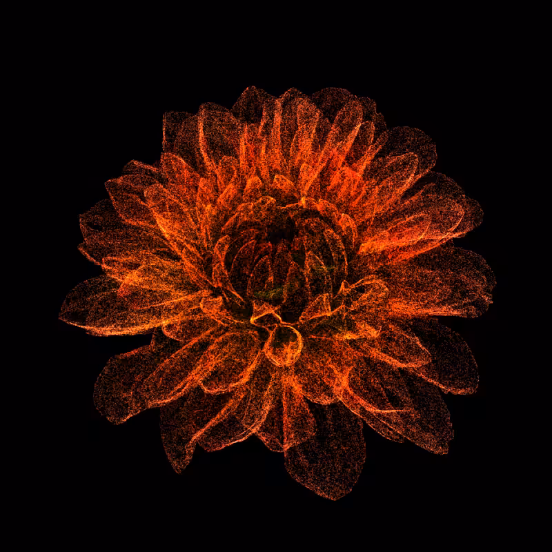Dahlia Pinnata 30 #287