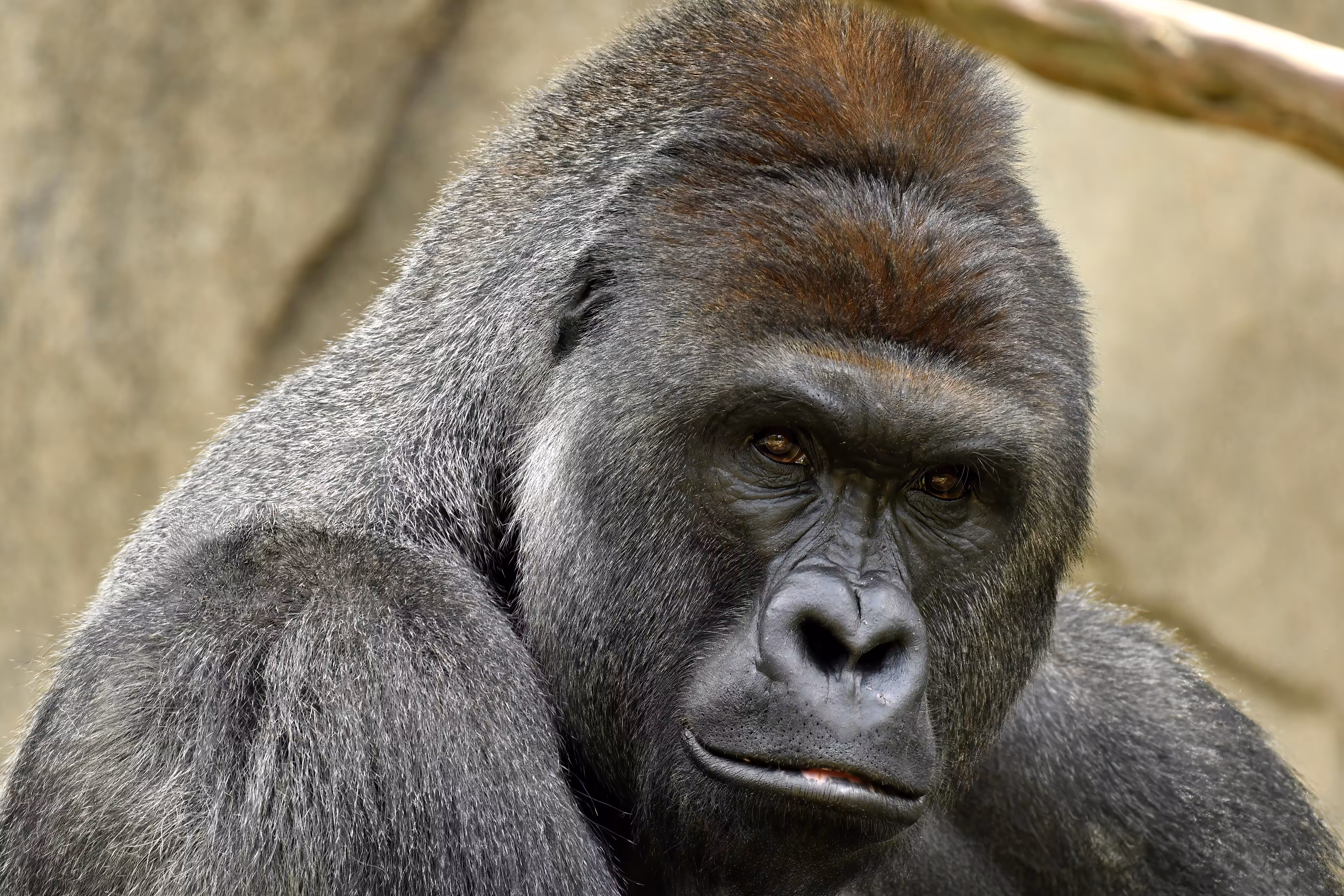 LEGENDS: HARAMBE: LEGENDS #138
