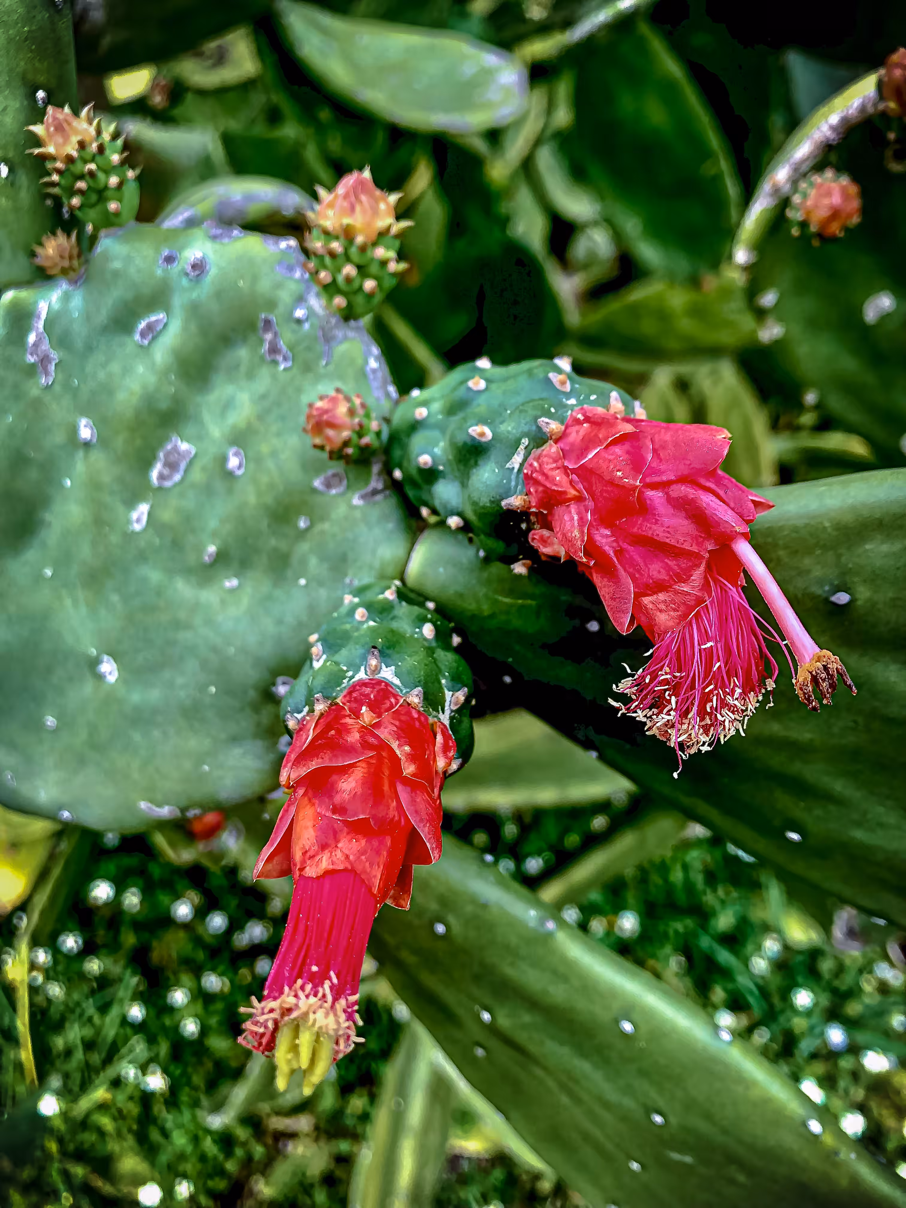 Prickly Tuna Flower