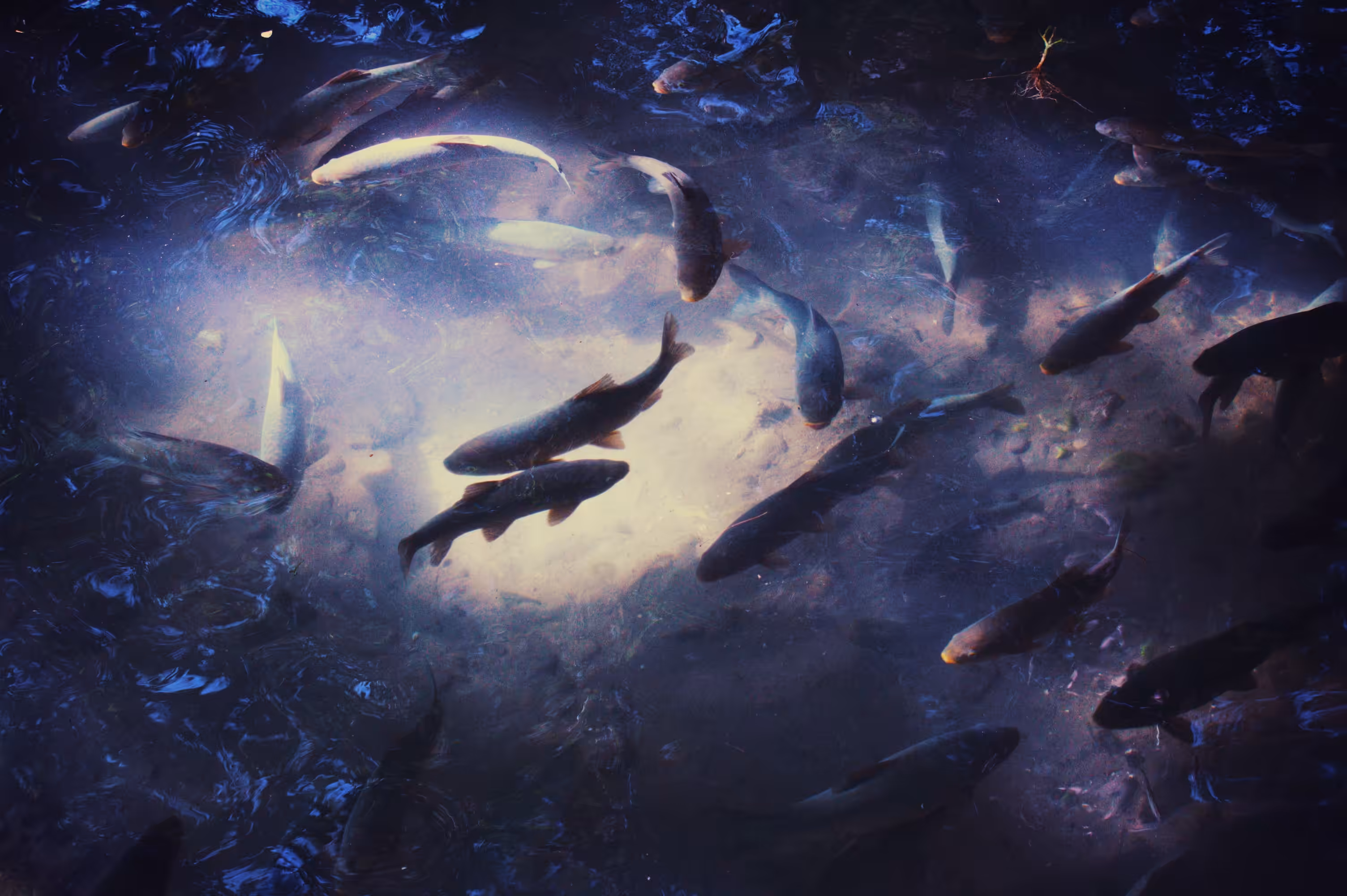 Fishes circling under the light beam