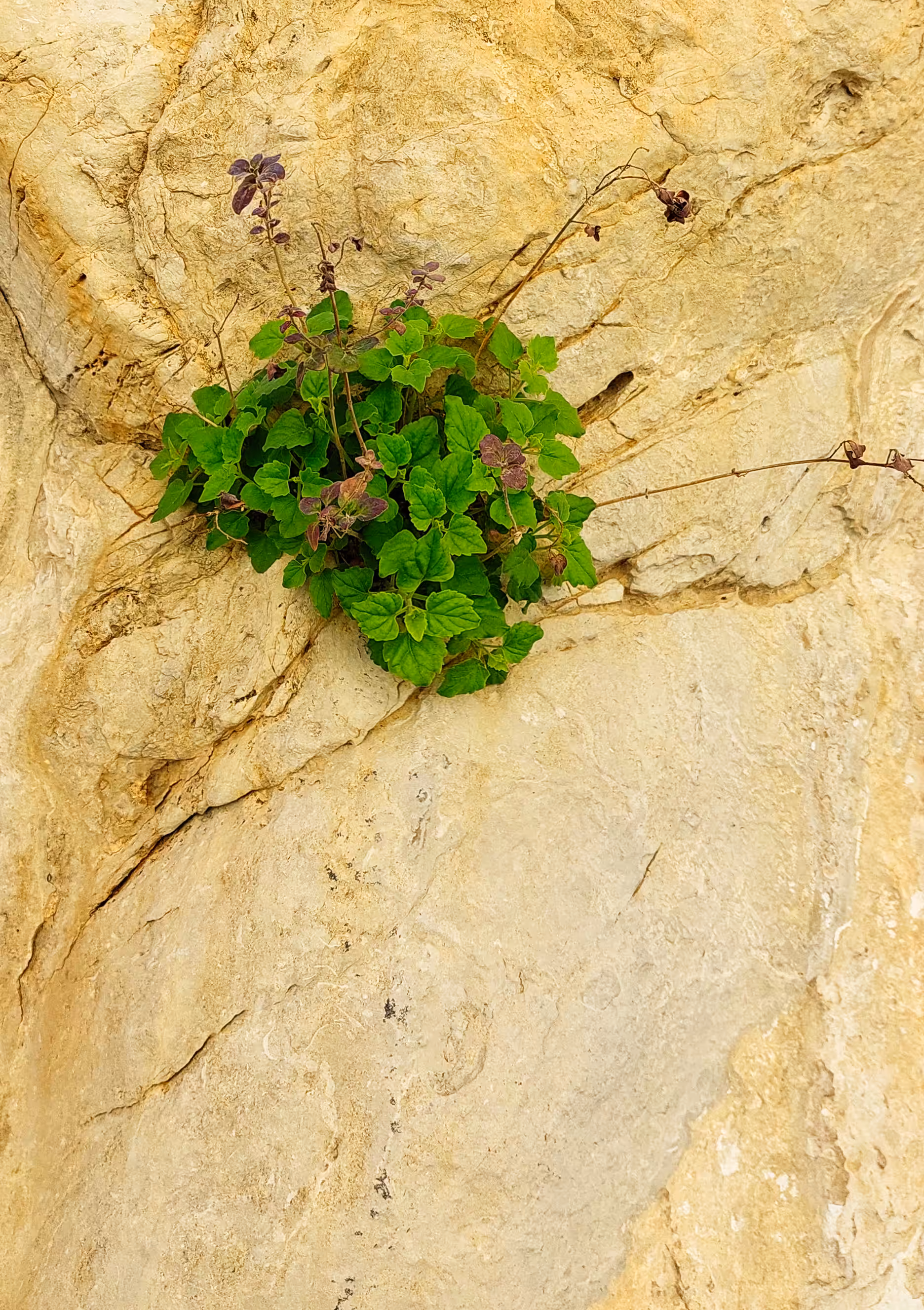 Growth of love