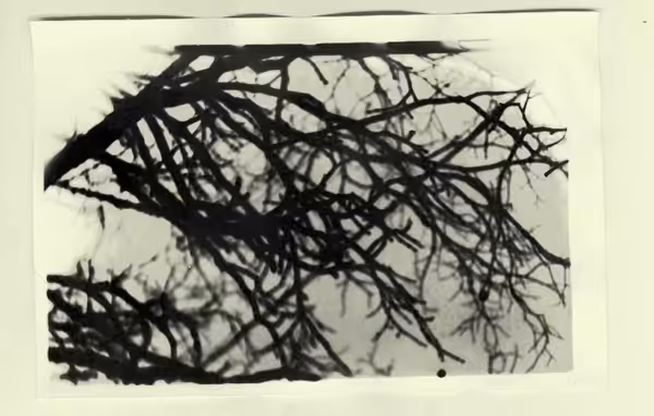 #tree