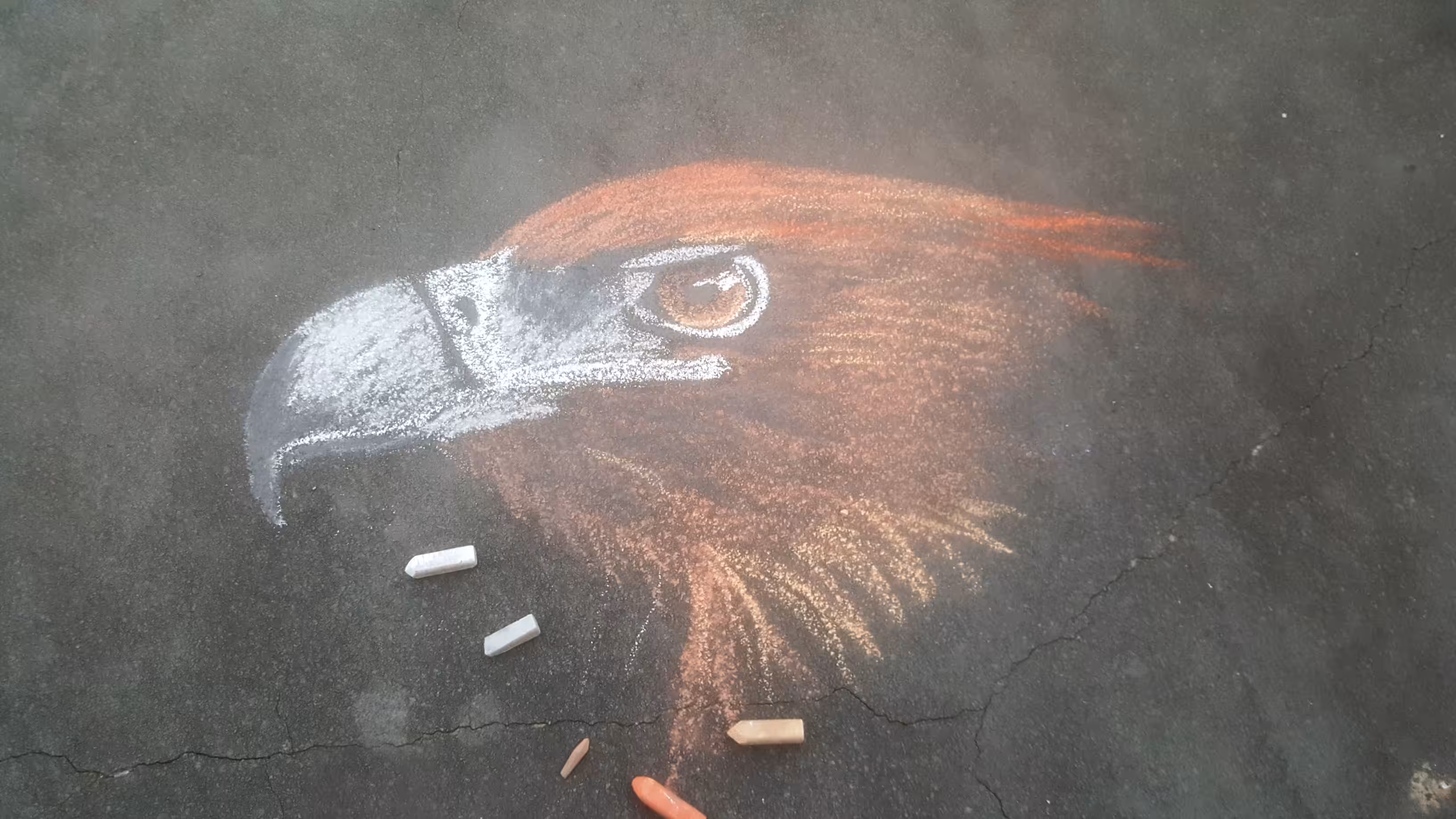 Chalk Series - Wedge Tail Eagle