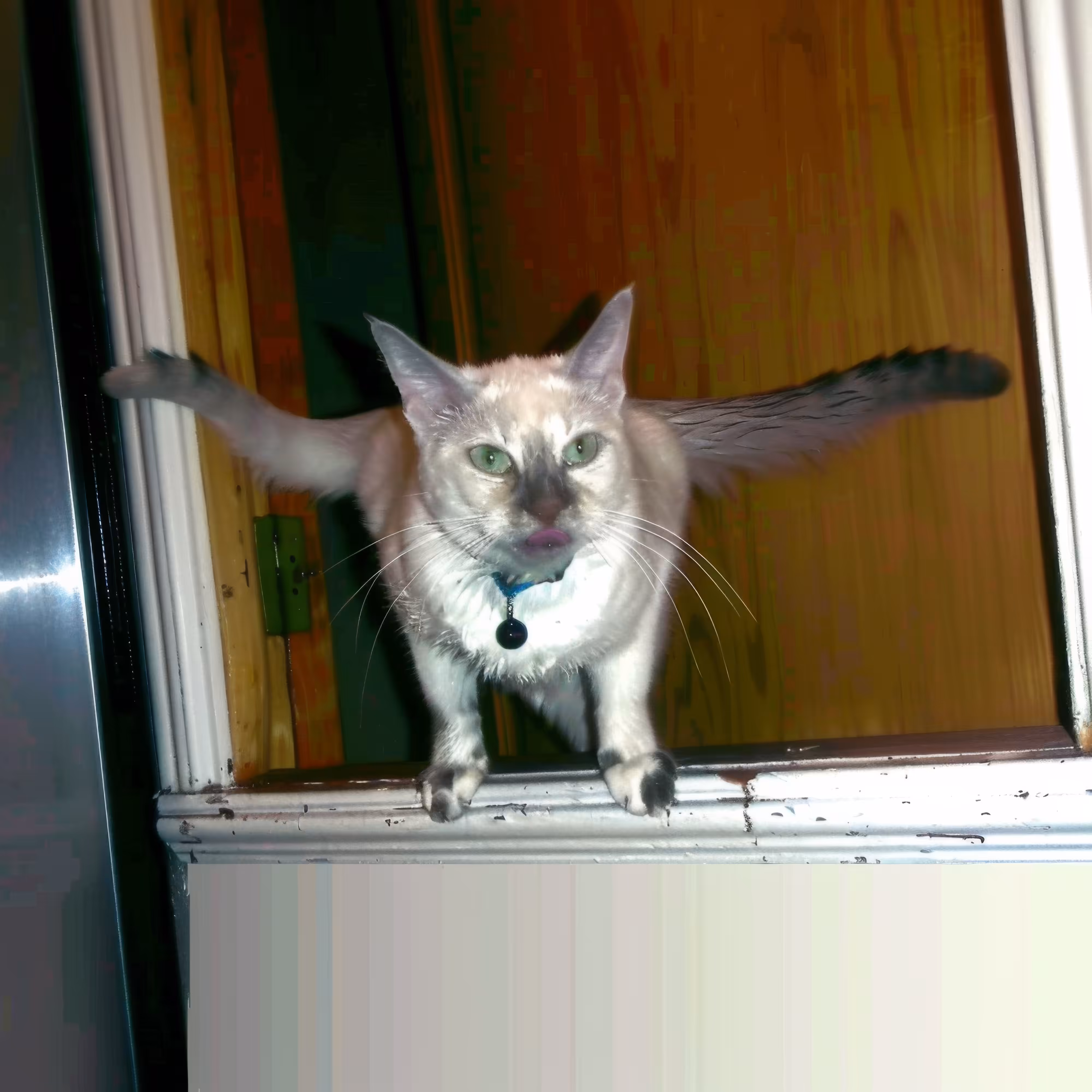 Two-Tailed