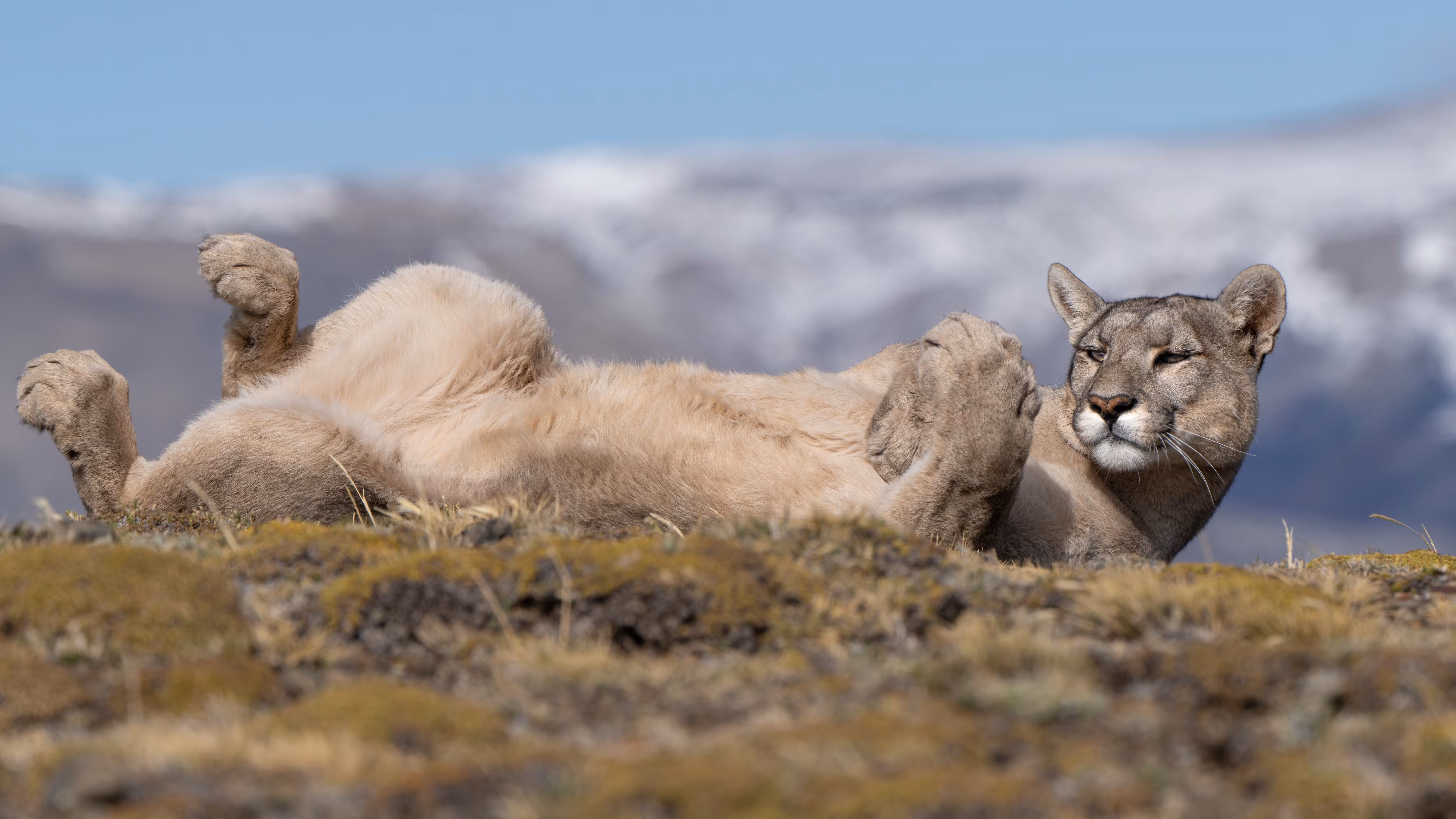 Paws of Paine