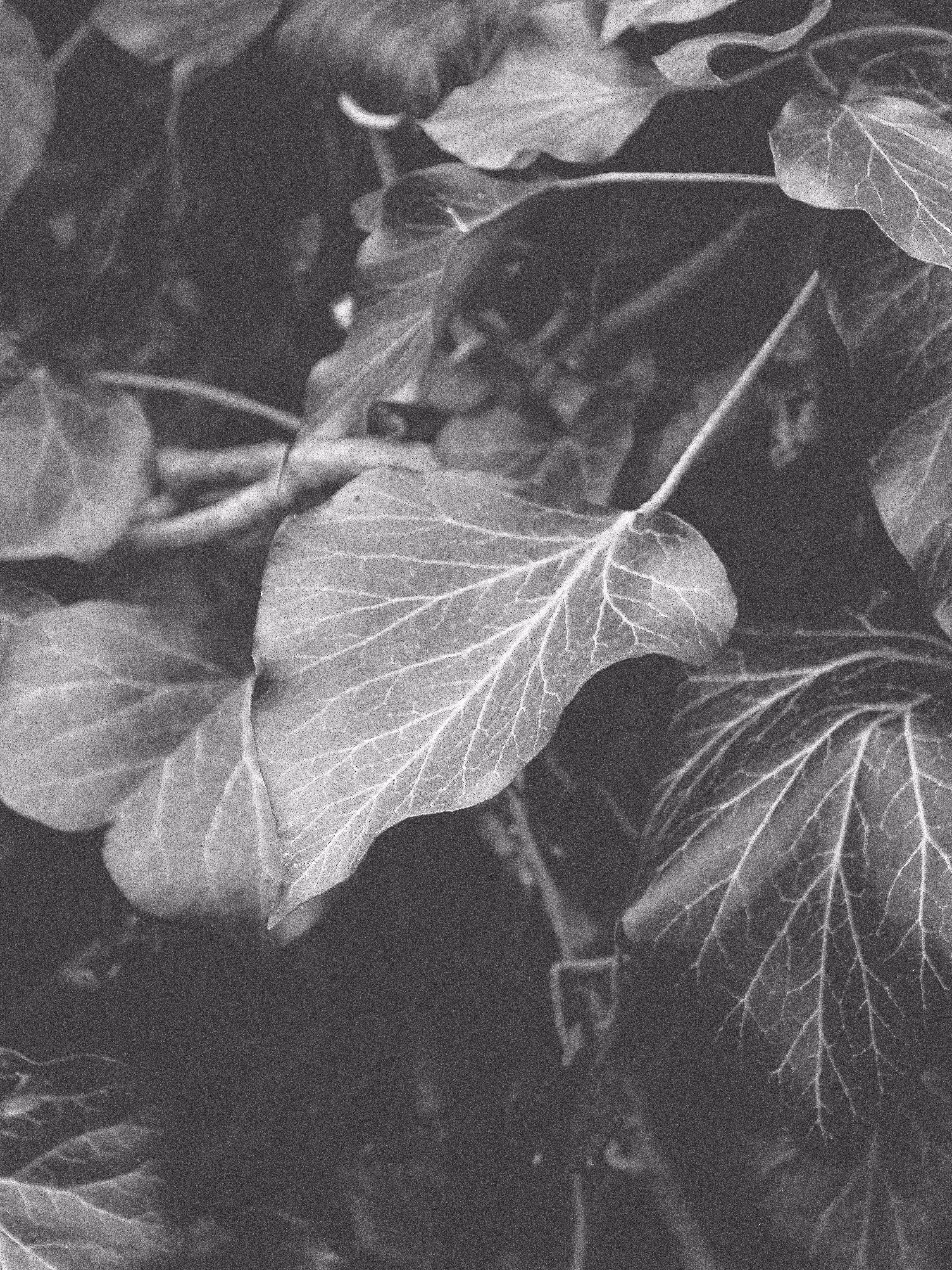 Monochrome Nature #164