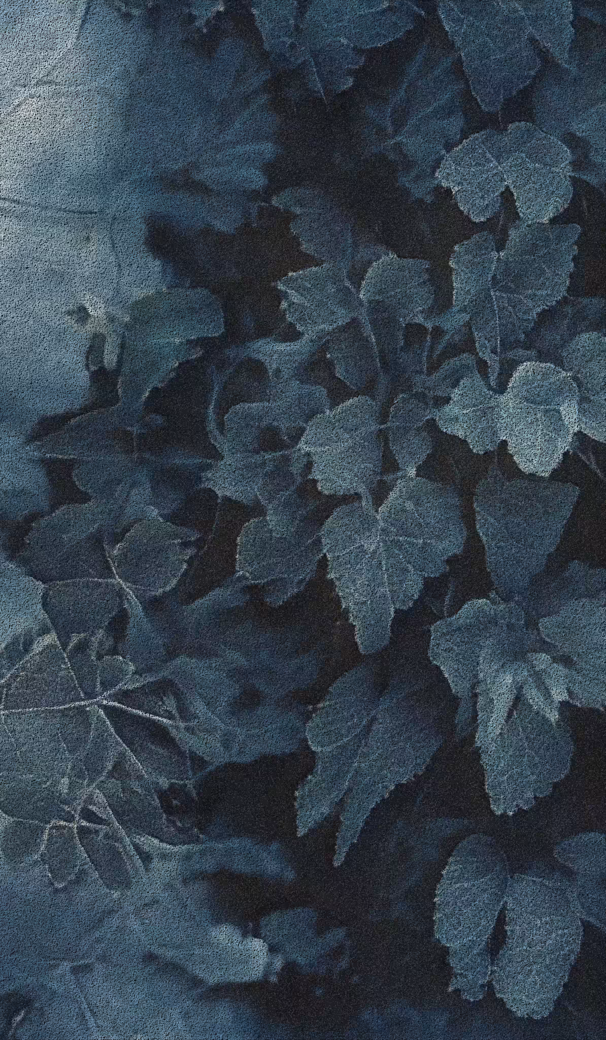 APPARATUS-VITIS: Apparatus Vitis #46