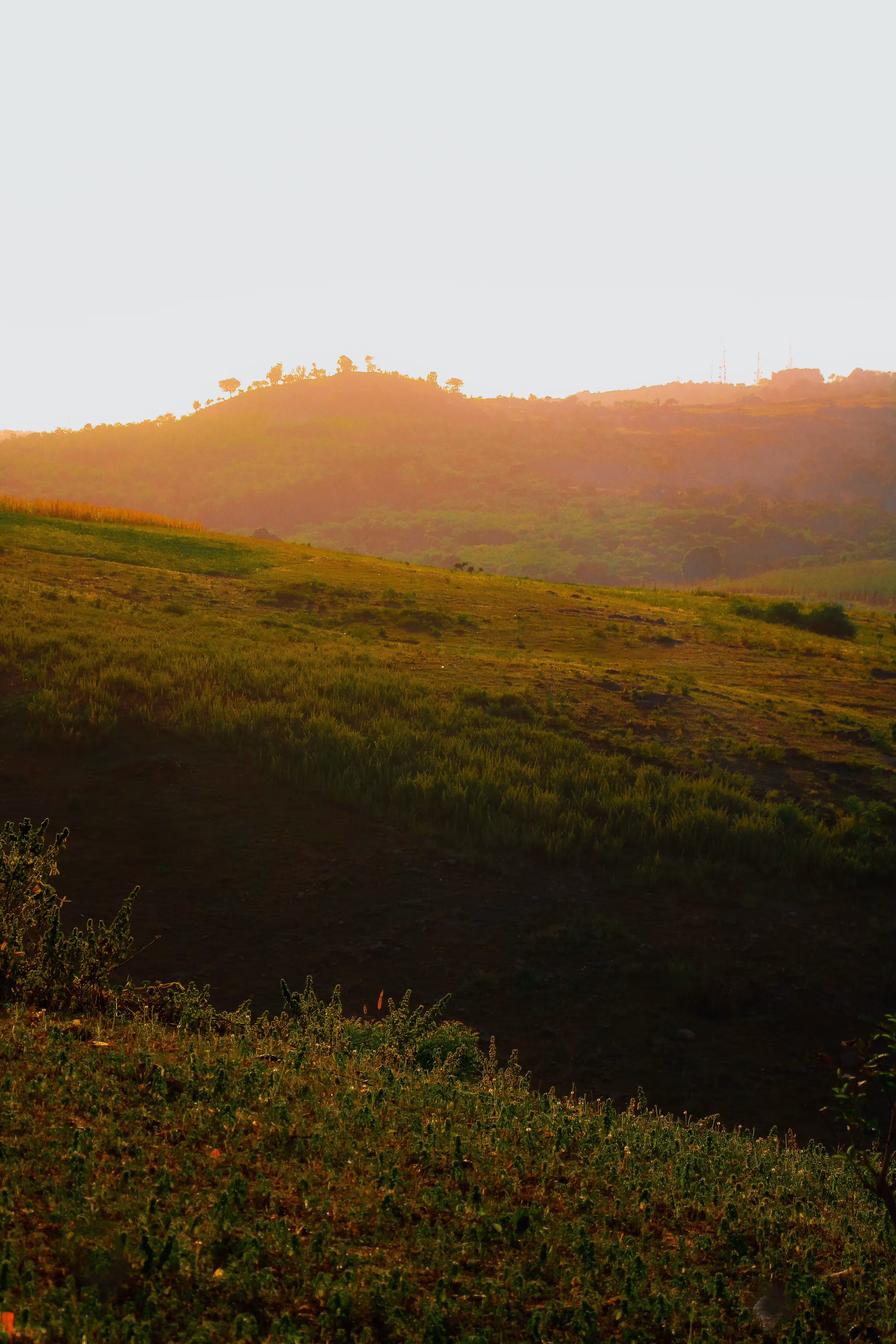 Quiet Summer Horizons