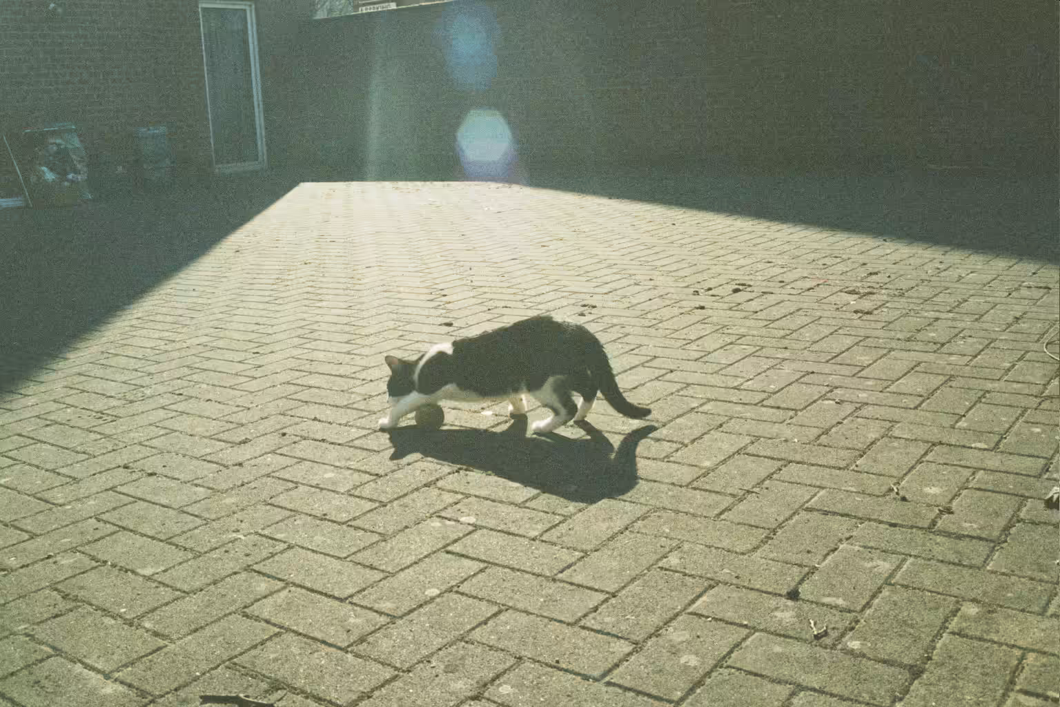 Gizmo and the rays of sun