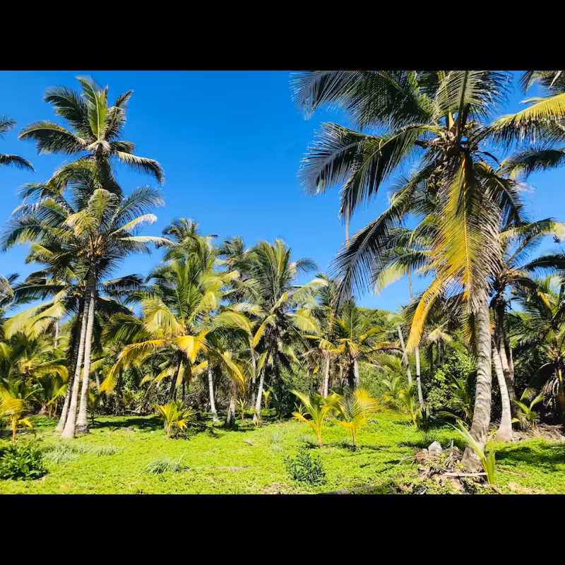Palms (2022) #13