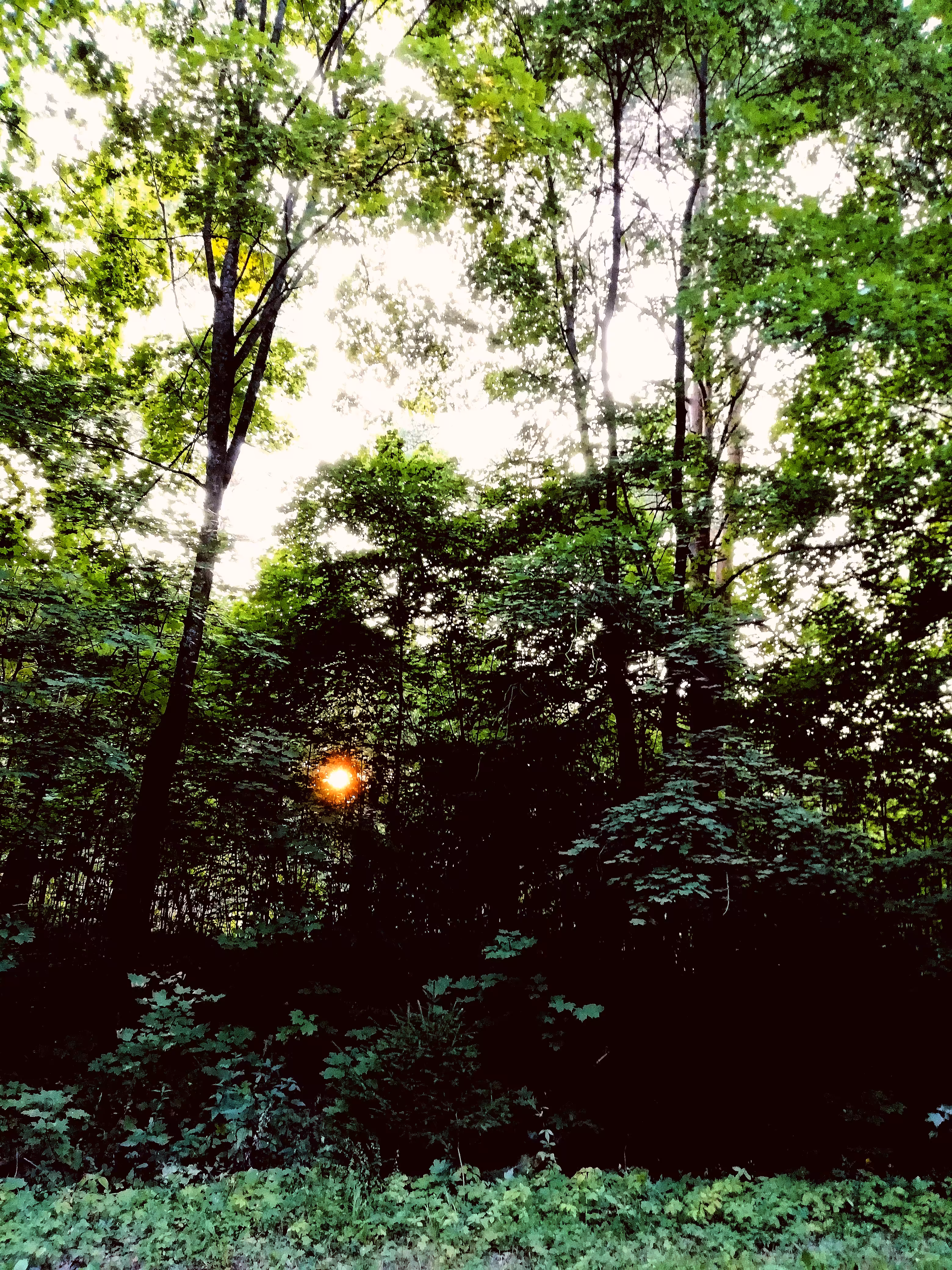 When the trees catch the sun.