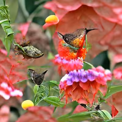 Hummingbirds and Butterflies in Garden #02