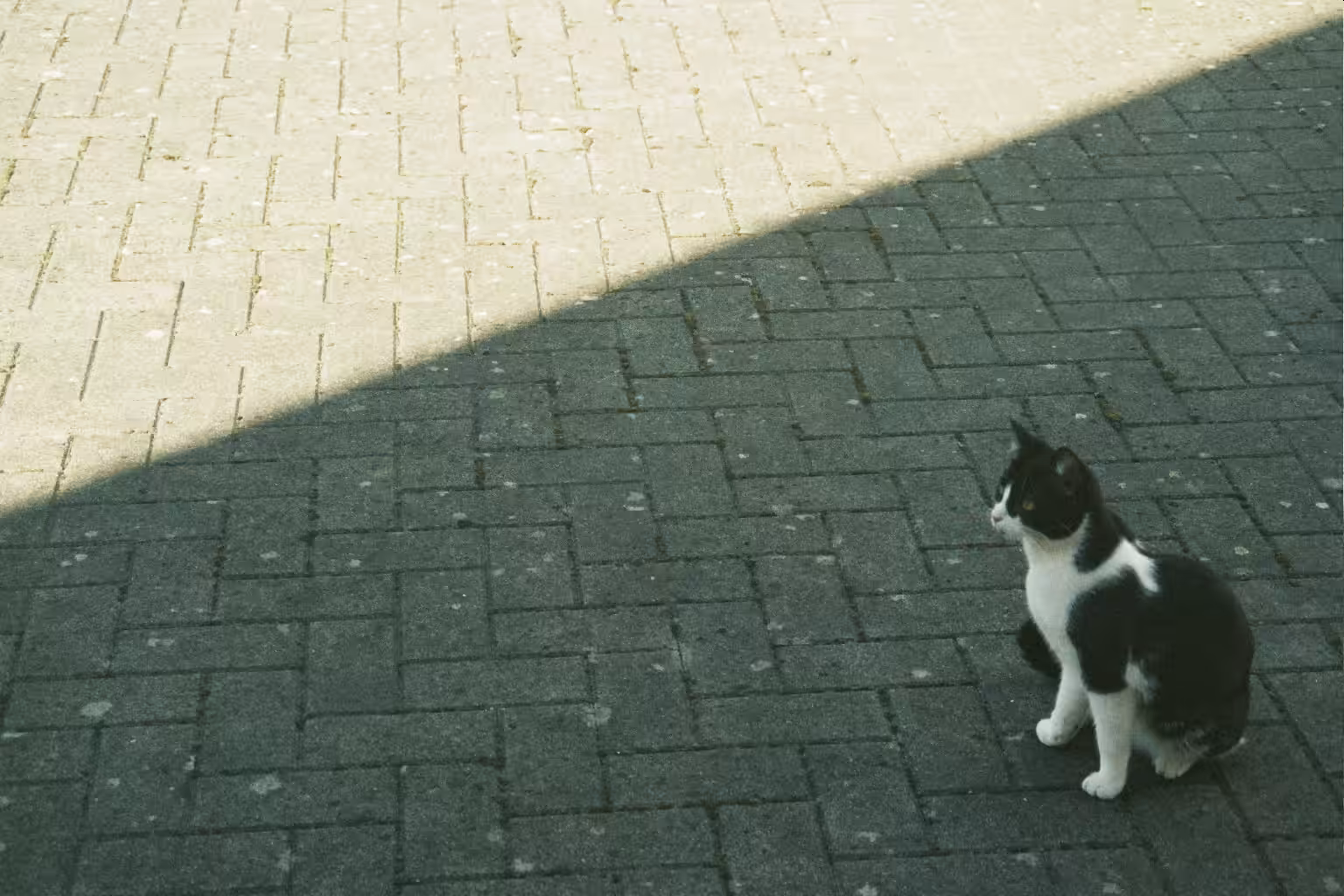 Gizmo enjoying the shade