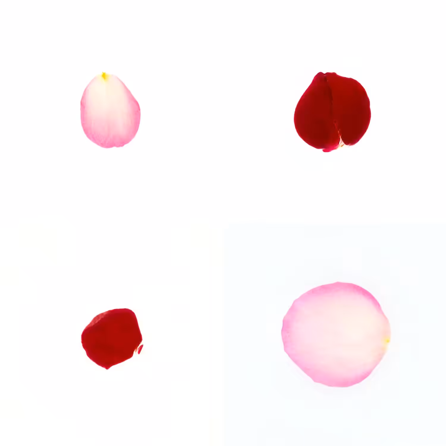 Infinite Petals 2x2#20133
