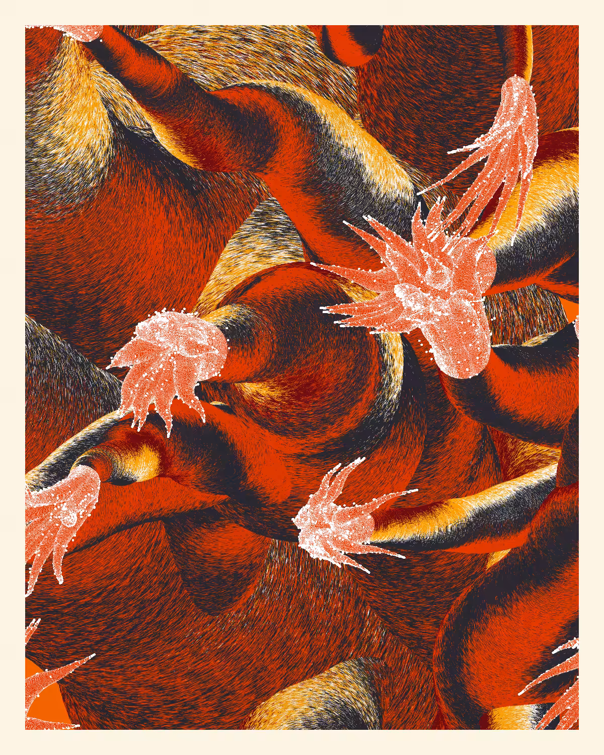 Aliciidae #4