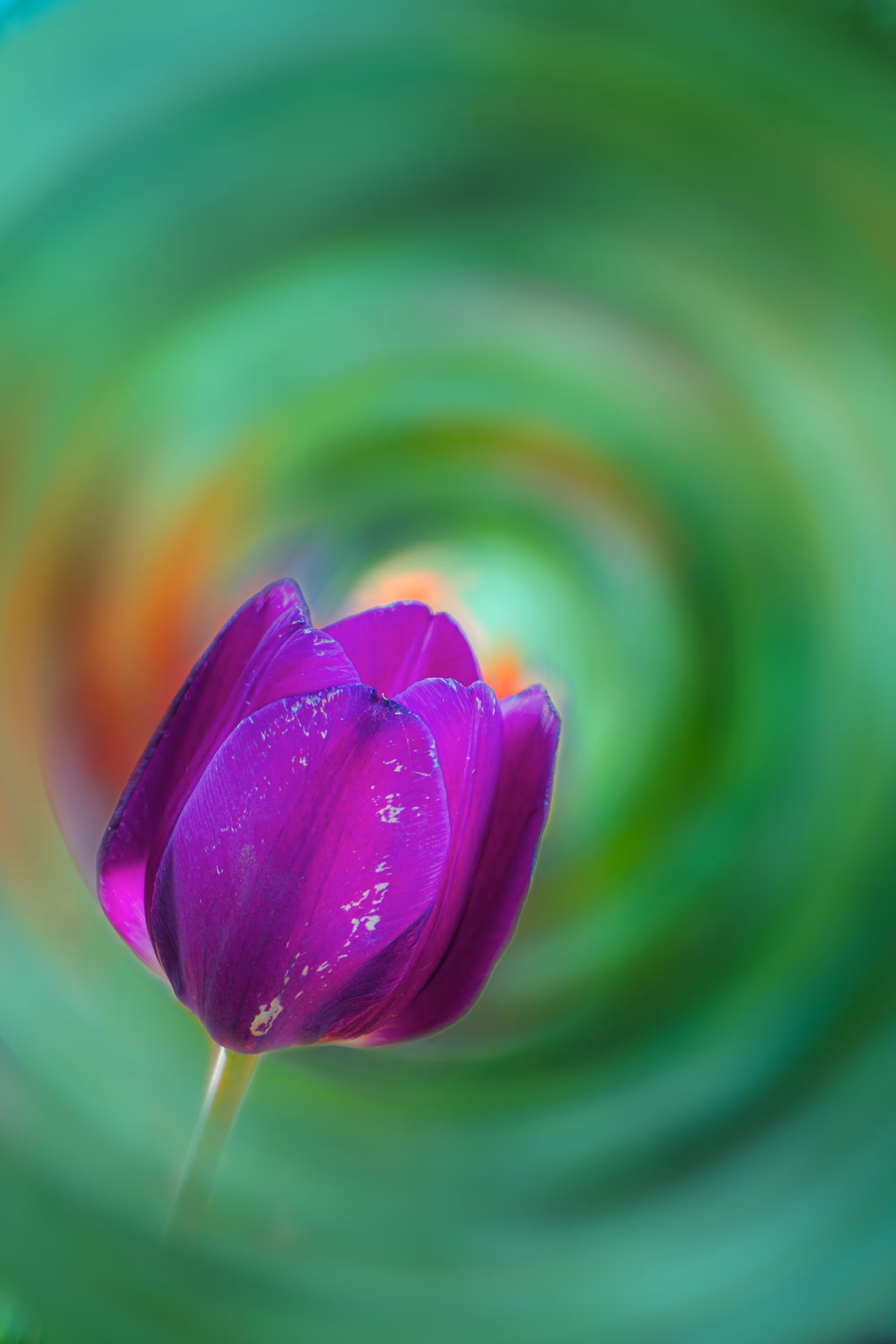 Horizons: Vortex