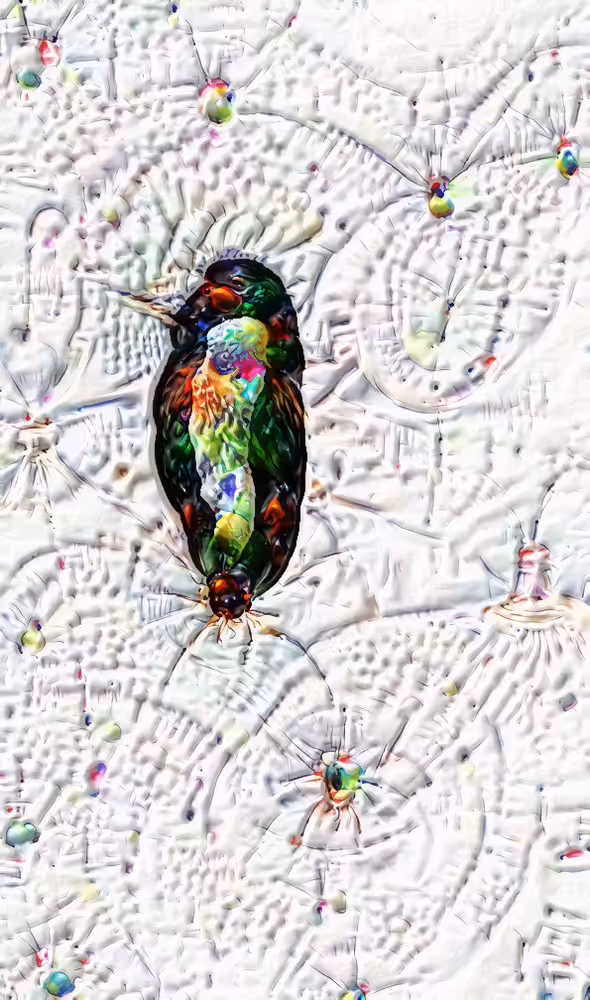 Bird's dream