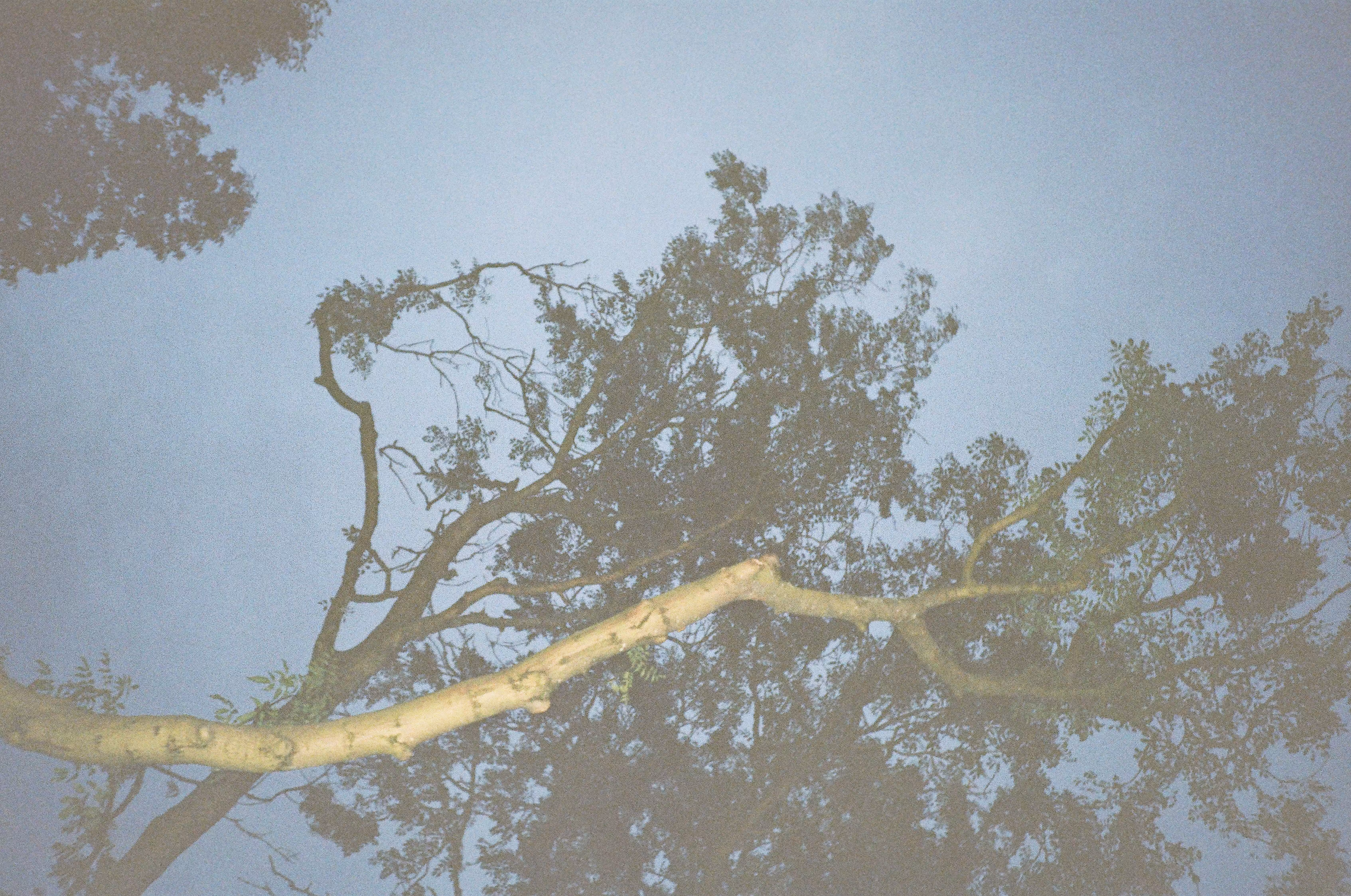 Staring at the branches