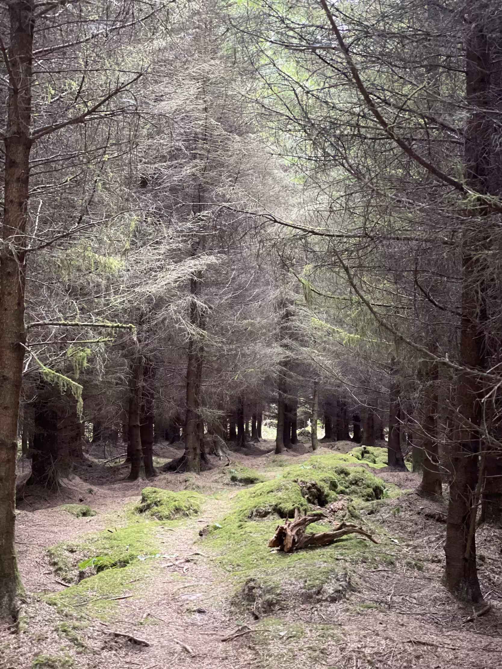 Whispering woods