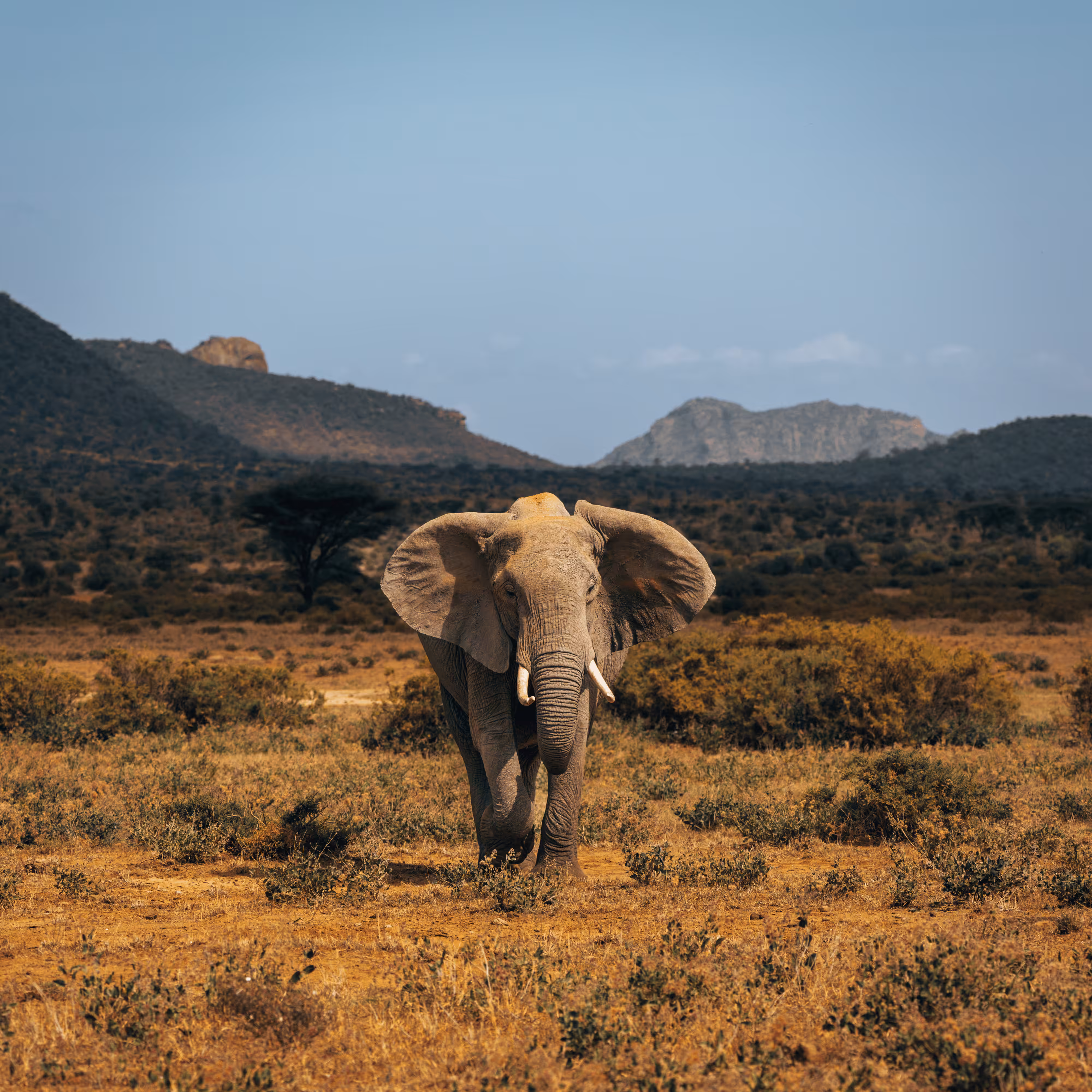 Elephant on the plains beneath  MT. OLOLOKWE.