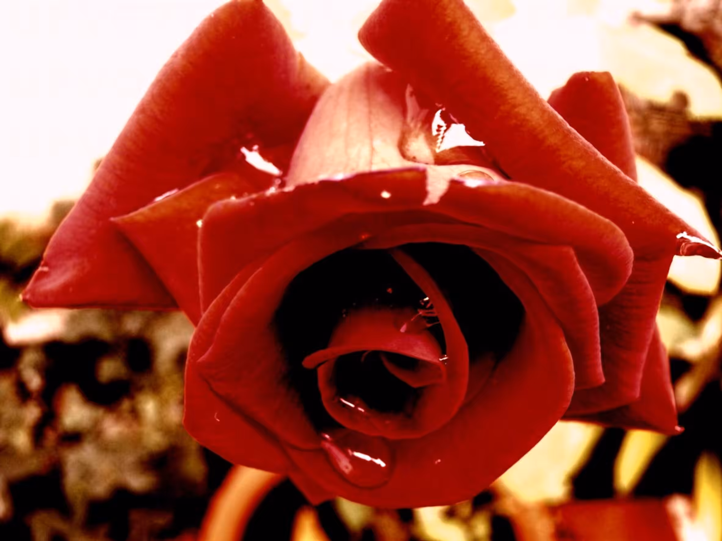 Blood Rose