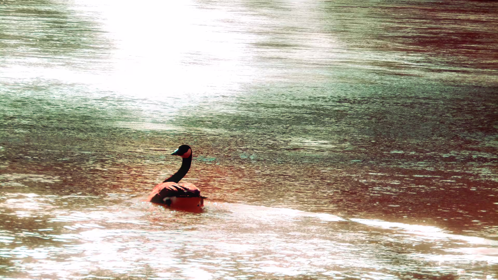 My Little Swan