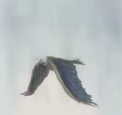 Infinity ∞ Fly 