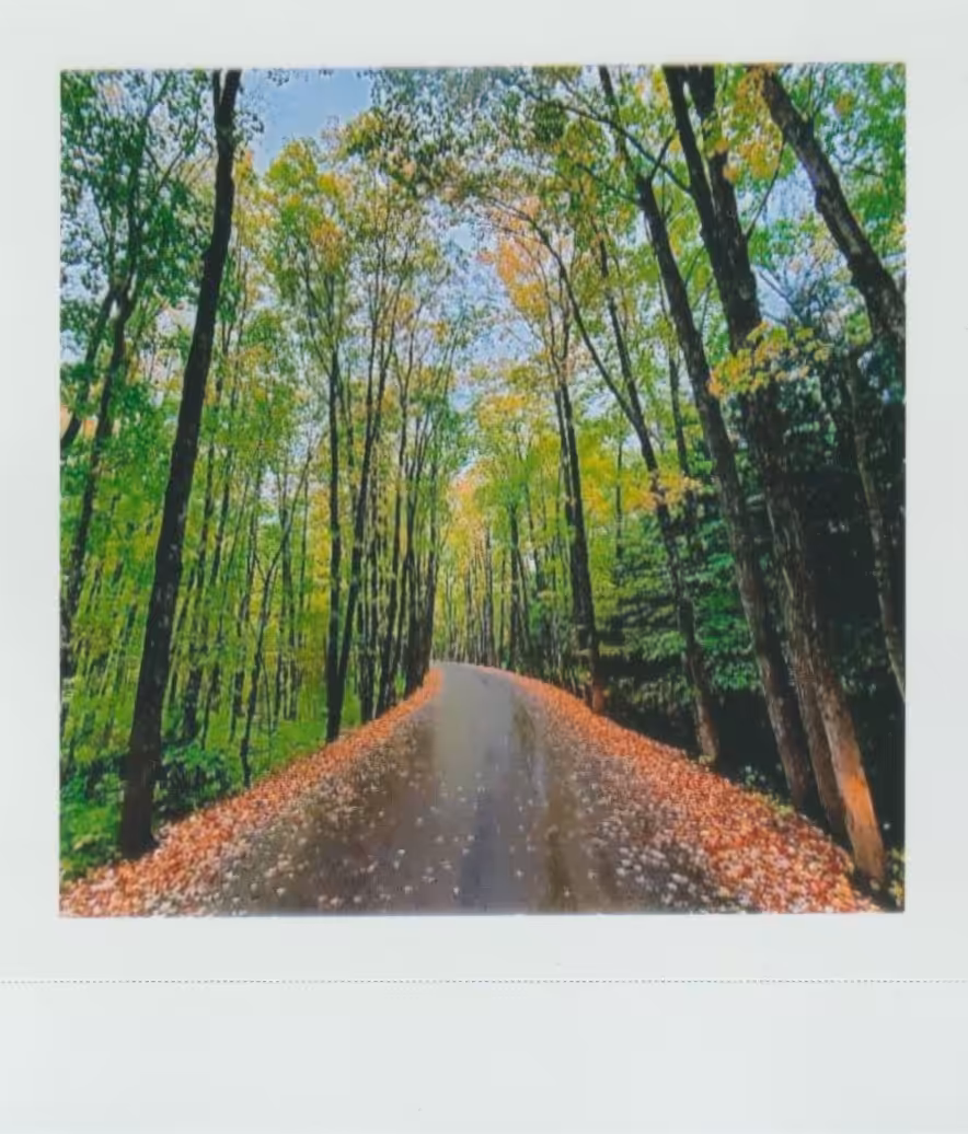 Kodak 005